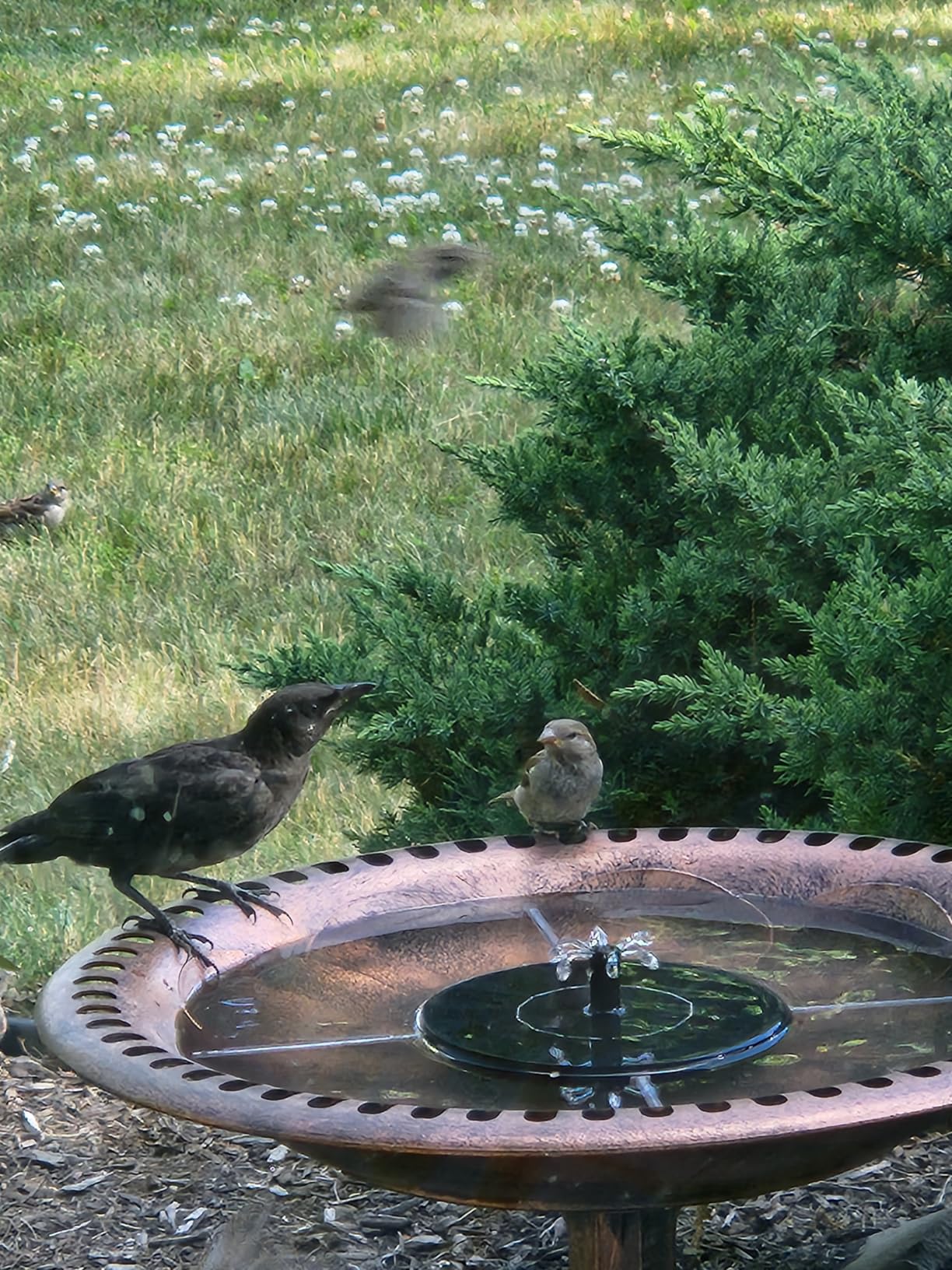 Best Choice Products 28in Pedestal Bird Bath, Vintage Outdoor Resin Accent Decoration w/Fleur-de-Lis Accents - Green customer photo 2