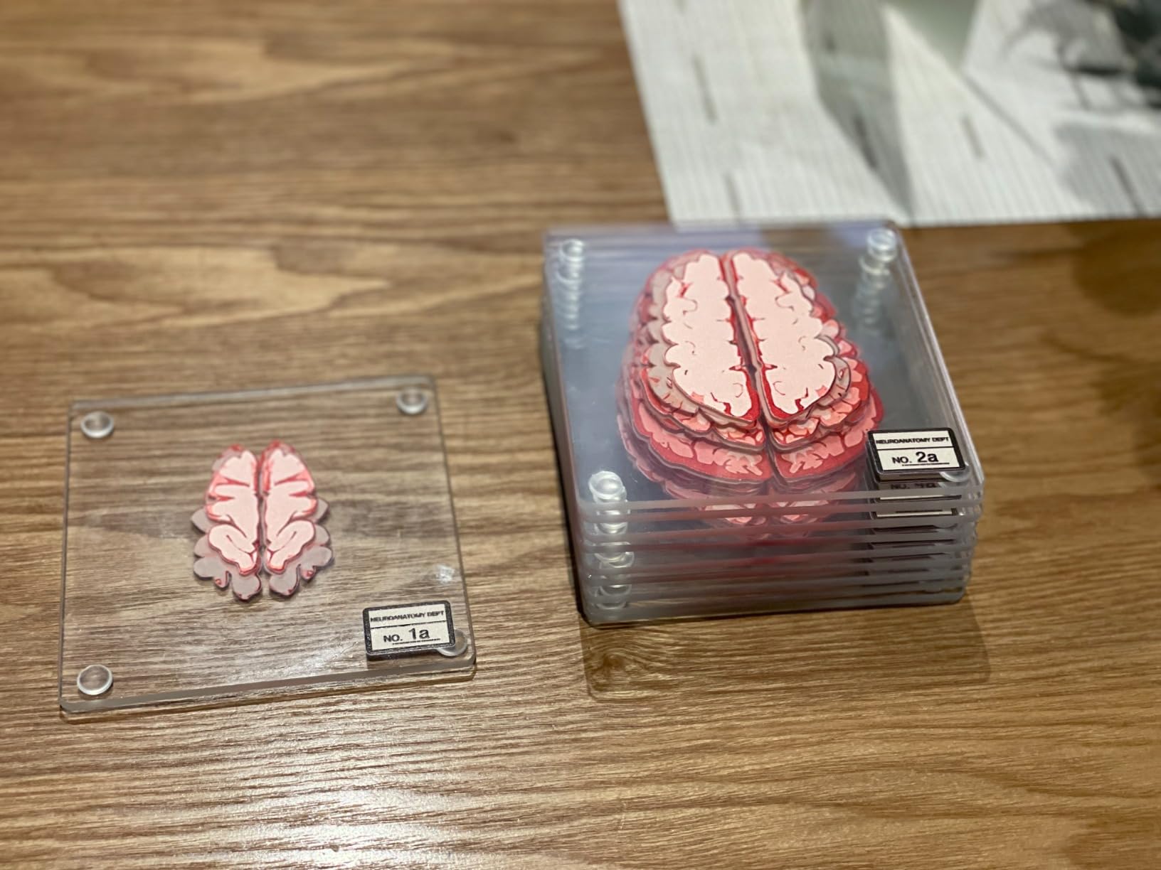 ThinkGeek Anatomic Brain Specimen Coasters Set of 10 for Neuroscience Medical Student Gifts Human Anatomy Generix geek customer photo 2