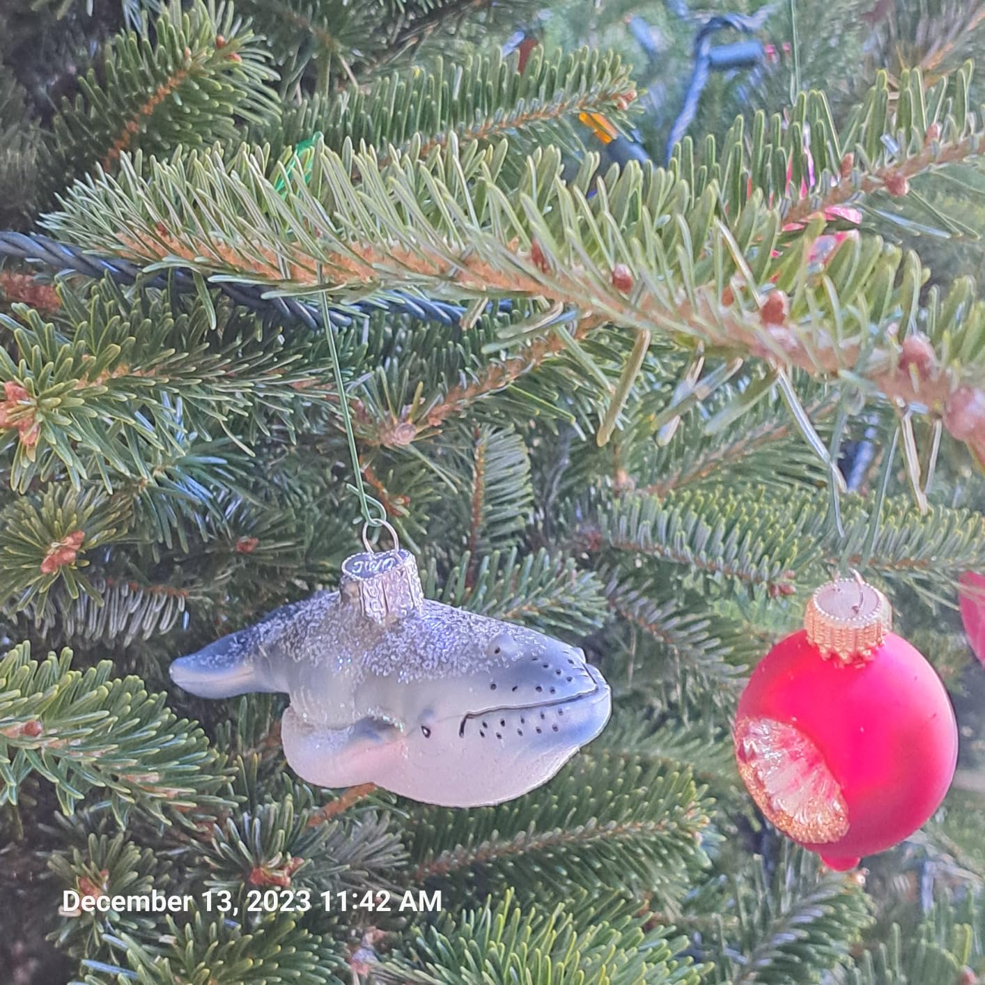 Old World Christmas Humpback Whale Glass Blown Ornament for Christmas Tree, Handcrafted Holiday Decoration, Sea Collection customer photo 2