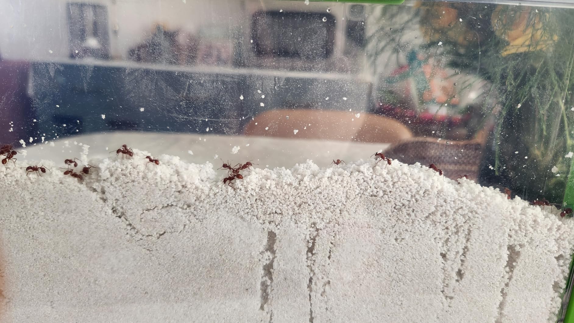 Uncle Milton Giant Ant Farm - Large Viewing Area - Care for Live Ants - Nature Learning Toy - Science DIY Toy Kit - Great Gift for Boys & Girls, Green customer photo 1