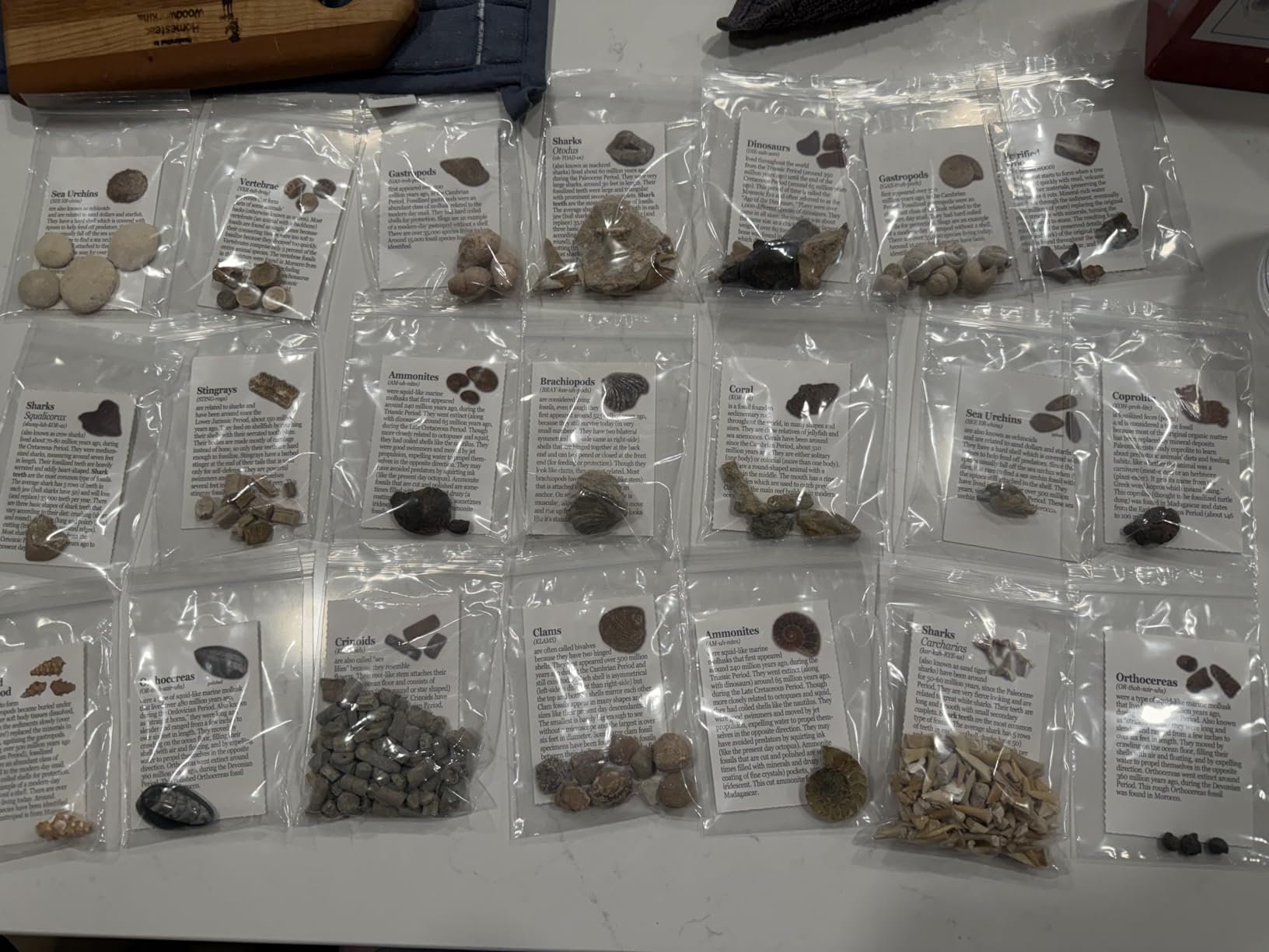 DANCING BEAR Fossil Collection Sorting Activity Kit with Over 100 Pcs (More Than 20 Different Fossil Varieties!), Educational ID Sheet, Color ID Cards, Bags, Magnifying Glass, and Shark Teeth customer photo 1