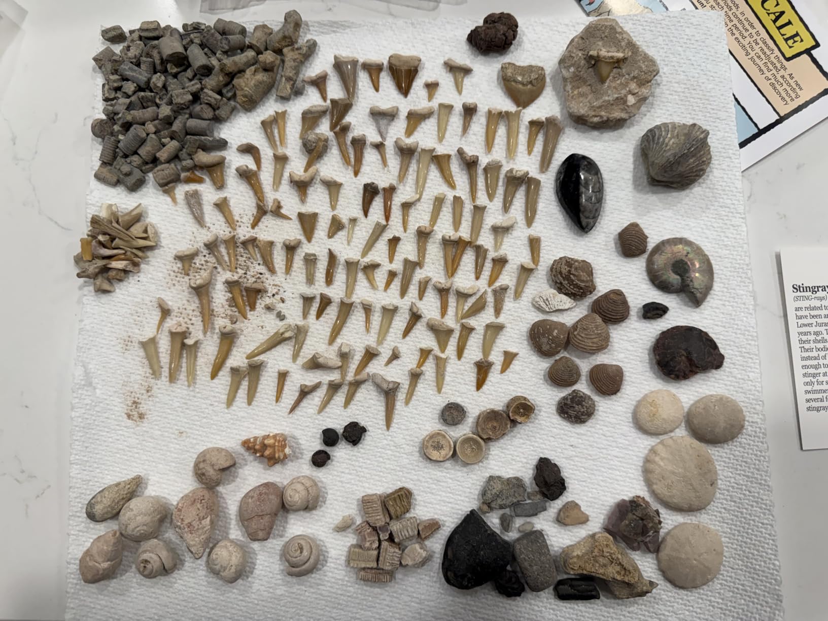 DANCING BEAR Fossil Collection Sorting Activity Kit with Over 100 Pcs (More Than 20 Different Fossil Varieties!), Educational ID Sheet, Color ID Cards, Bags, Magnifying Glass, and Shark Teeth customer photo 2