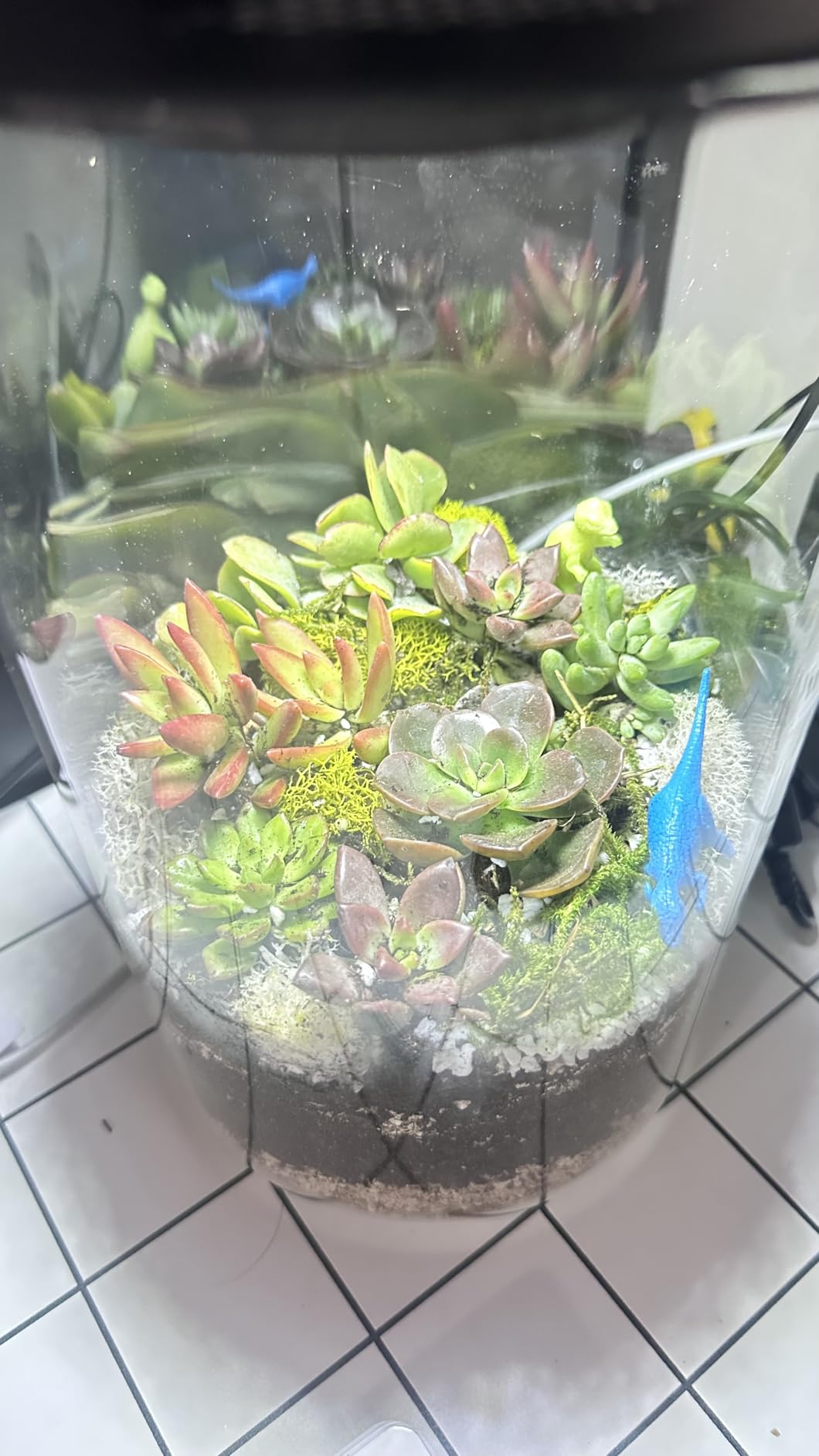 Cute Farms Terrarium Starter Kit | Moss, Vermiculite, Soil, Pebbles, Plant Food, Finishing Tools, Build and Care Guide | DIY Succulent Terrarium for Adults and Kids (Large) customer photo 1