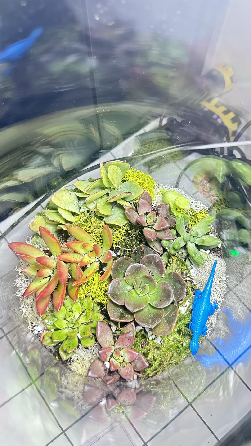 Cute Farms Terrarium Starter Kit | Moss, Vermiculite, Soil, Pebbles, Plant Food, Finishing Tools, Build and Care Guide | DIY Succulent Terrarium for Adults and Kids (Large) customer photo 2