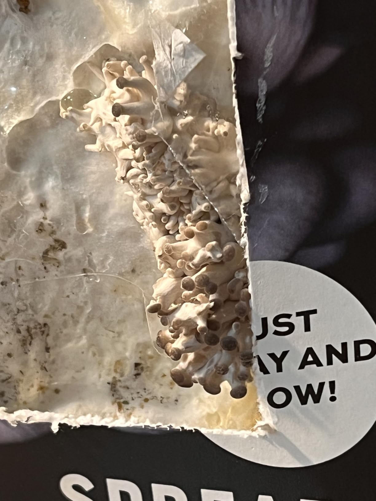 North Spore Organic Blue Oyster Mushroom Spray & Grow Kit (4 lb) | Beginner Friendly & Easy to Use | USDA Certified Organic, Non-GMO | Handmade in Maine, USA customer photo 1