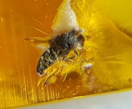 Genuine Fossil Baltic Amber Resin with Insect Inclusion from Lithuania with Free Magnifying Glass, Acrylic Display Stand, Fact Sheet & COA Bundle customer photo 2