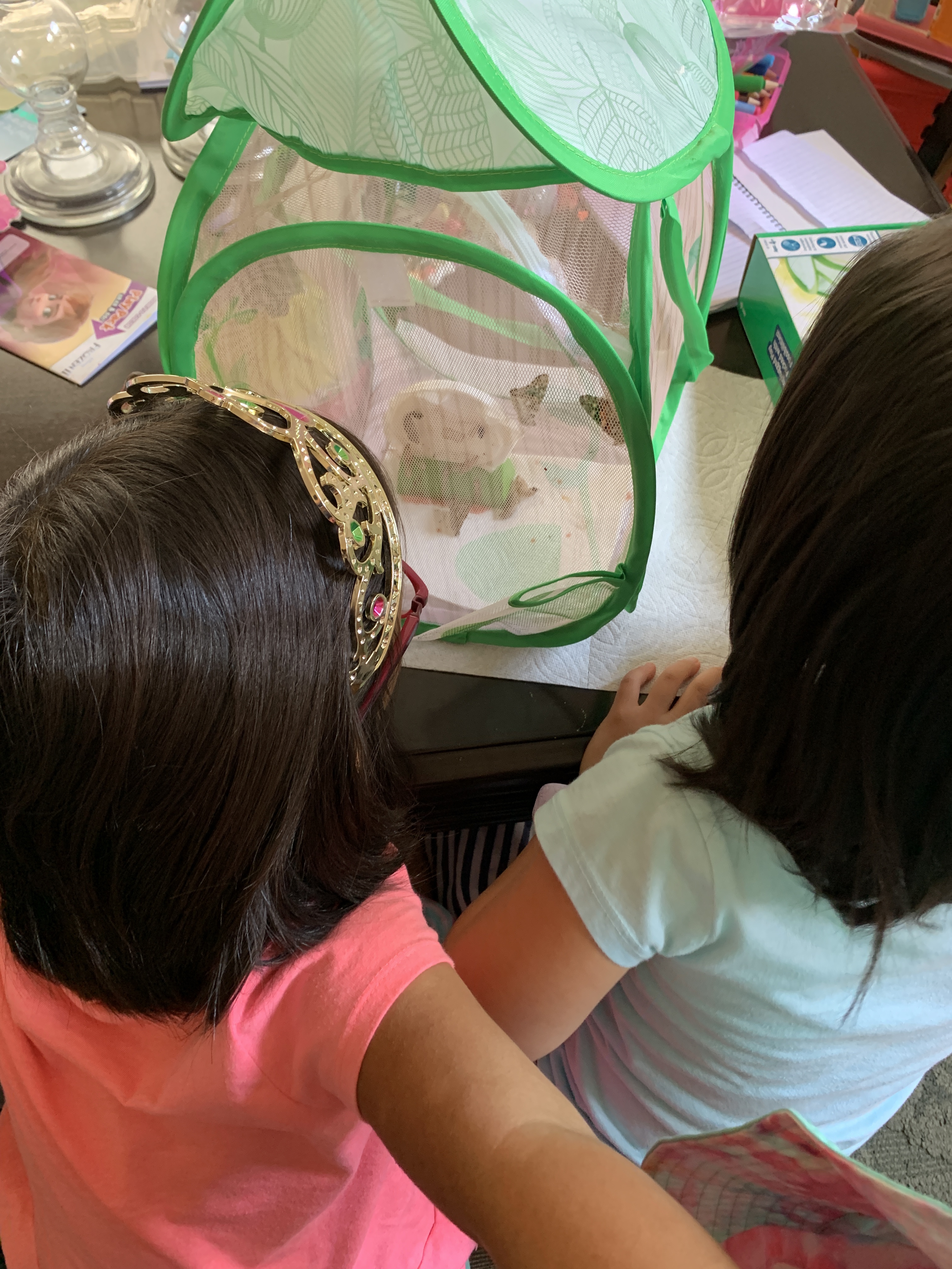 Educational Insights GeoSafari Jr. Butterfly Bungalow, Science Kit with Live Caterpillars, Home & Classroom Insect Habitat, Raise & Release Your Own Butterflies, STEM Gift for Kids Ages 4+ customer photo 1