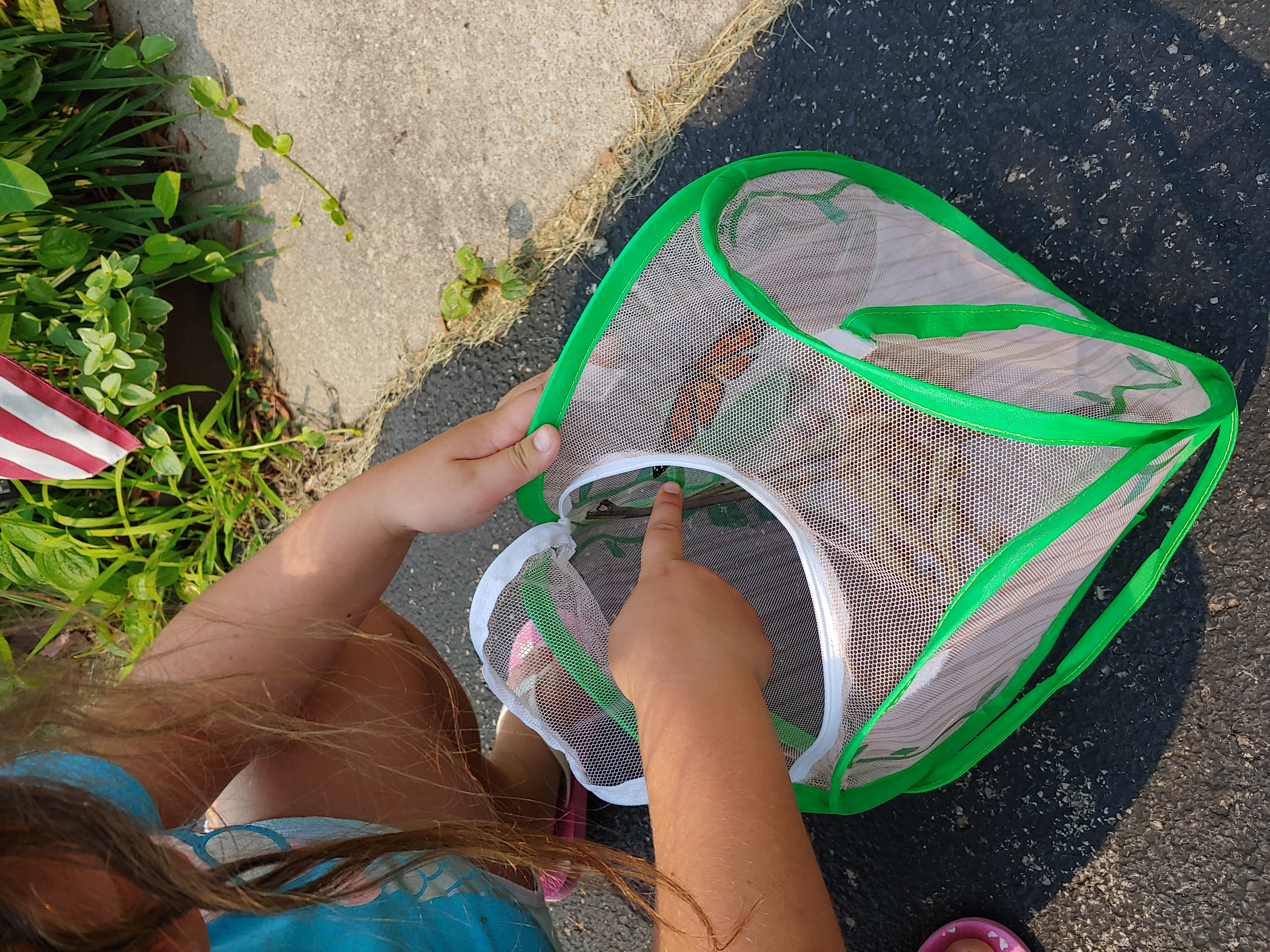 Educational Insights GeoSafari Jr. Butterfly Bungalow, Science Kit with Live Caterpillars, Home & Classroom Insect Habitat, Raise & Release Your Own Butterflies, STEM Gift for Kids Ages 4+ customer photo 2
