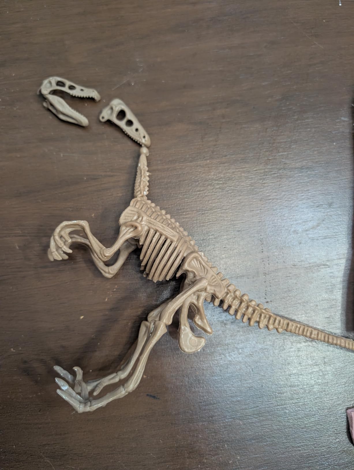 Discovery Dinosaur Fossil Dig Kit - Excavate & Assemble T-Rex & Velociraptor Skeletons | 3D Dino Bones Puzzles | Jurassic Paleontology Toy for Kids | STEM Science Activity Set | Girls & Boys Gift Ages 6+ customer photo 1