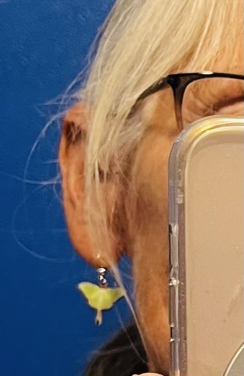 d'ears Luna Moth Earrings, Non-Tarnish Sterling Silver French Hook Ear Wire, made in the U.S.A. by family run small business. Great gift for moth lovers. customer photo 1