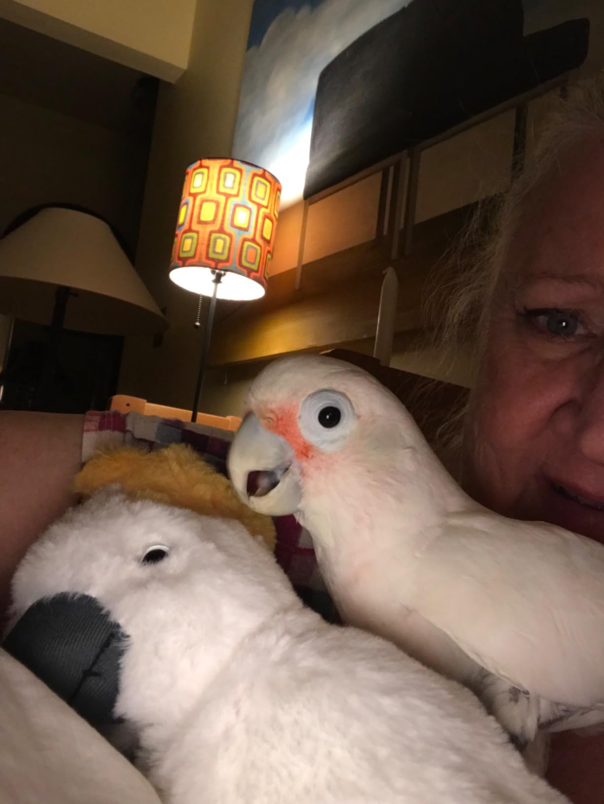 TAMMYFLYFLY Cockatoo Plush, Stuffed Animal, Plush Toy, Gifts for Kids, Cuddlekins 11 Inches customer photo 1