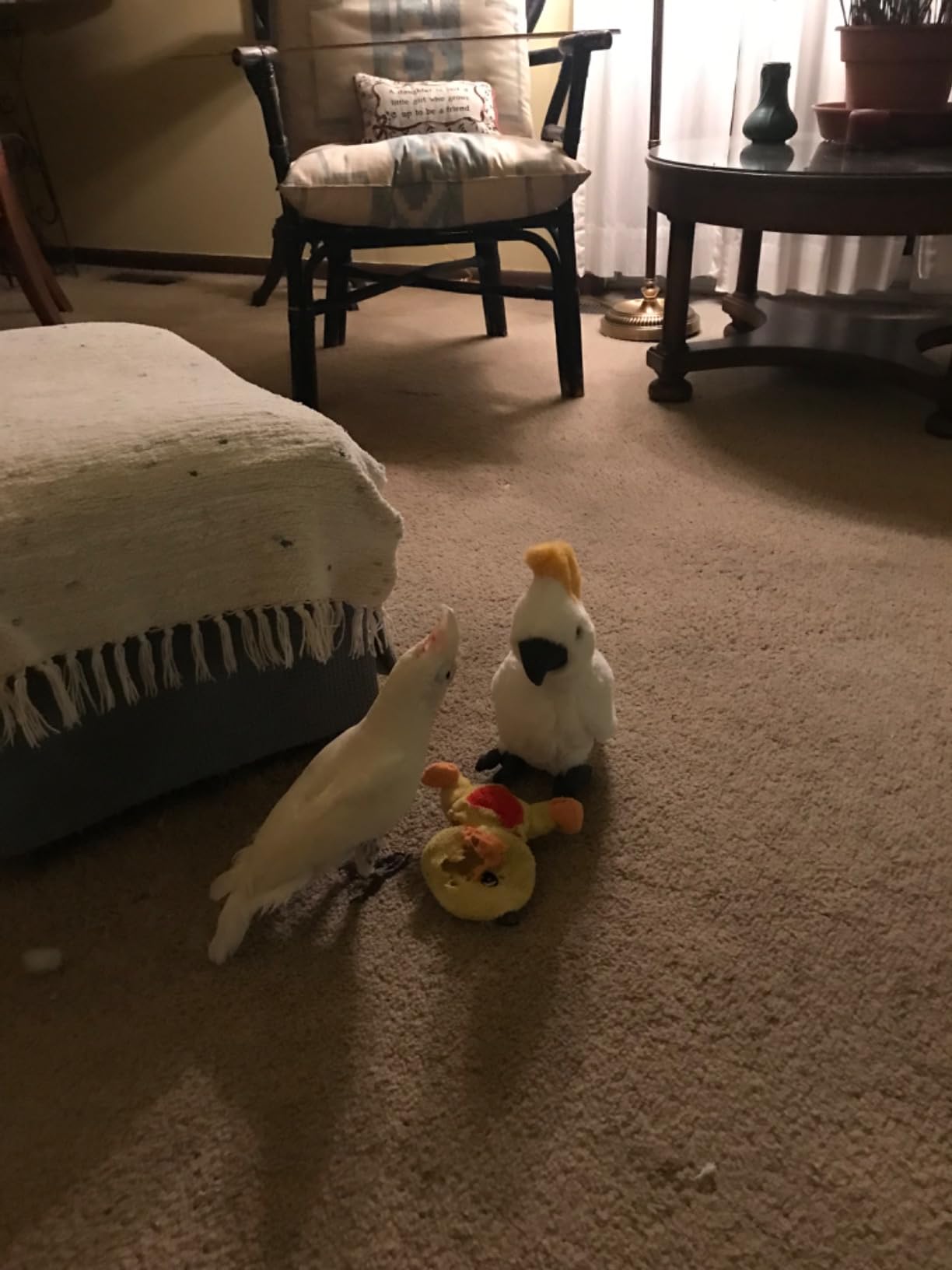 TAMMYFLYFLY Cockatoo Plush, Stuffed Animal, Plush Toy, Gifts for Kids, Cuddlekins 11 Inches customer photo 2