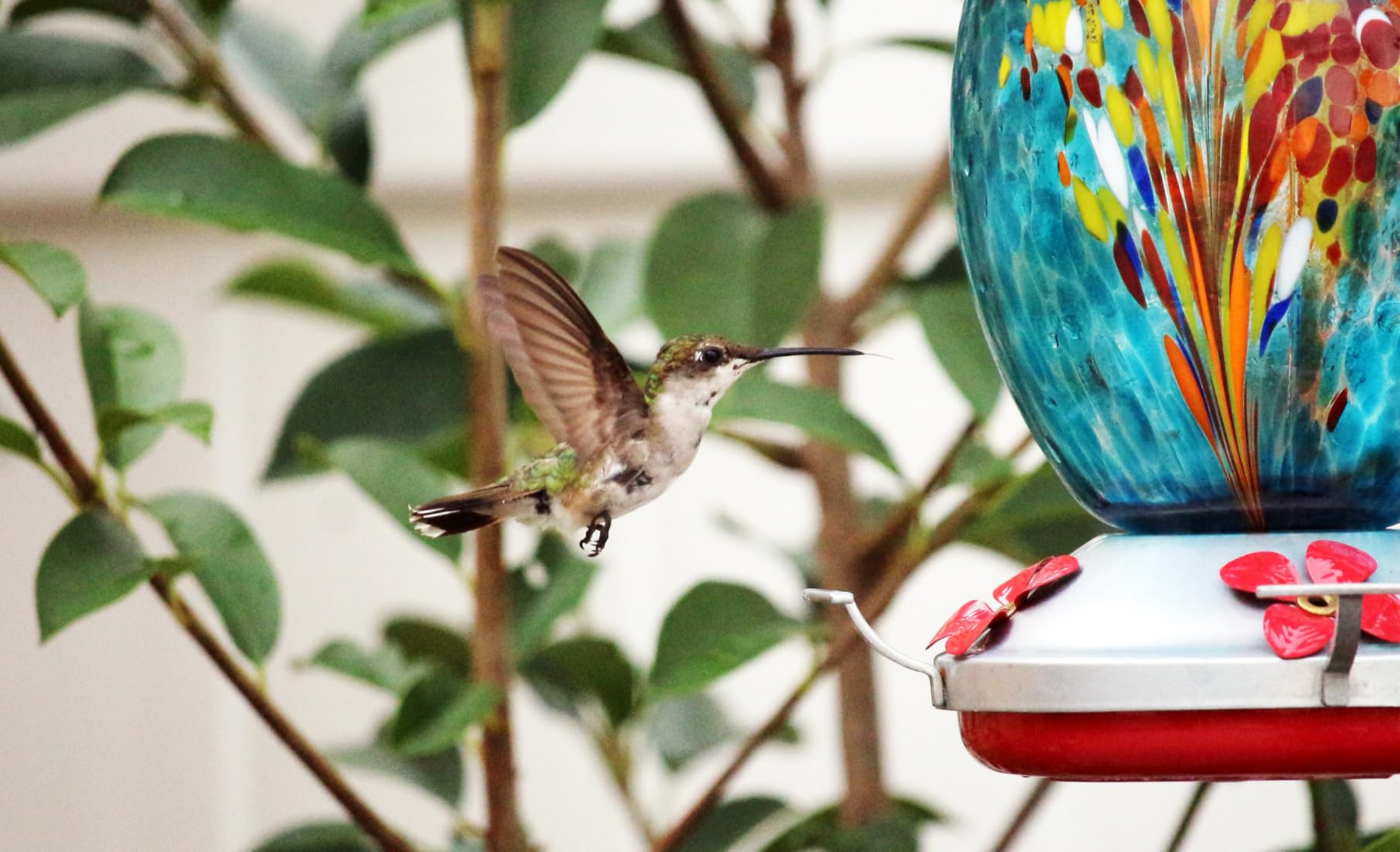 Muse Garden Gifts for Women Mom, Hummingbird Feeder, 27OZ, Blue Fireworks | Muse Garden Glass Humming Bird Feeders for Outdoors - 27OZ Blown Glass Hummingbird Feeder - Unique Gift Mom Women customer photo 2