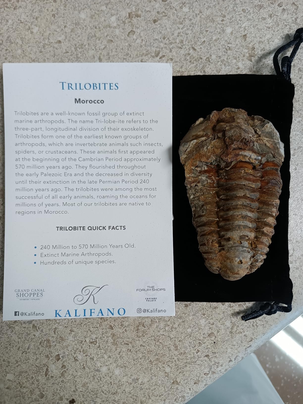 KALIFANO Authentic Large Arthropod Calymene Trilobite Fossil from Morocco - Marine Trilobita/Calymene for Fossil Collections and Education Purposes (Information Card Included) customer photo 1