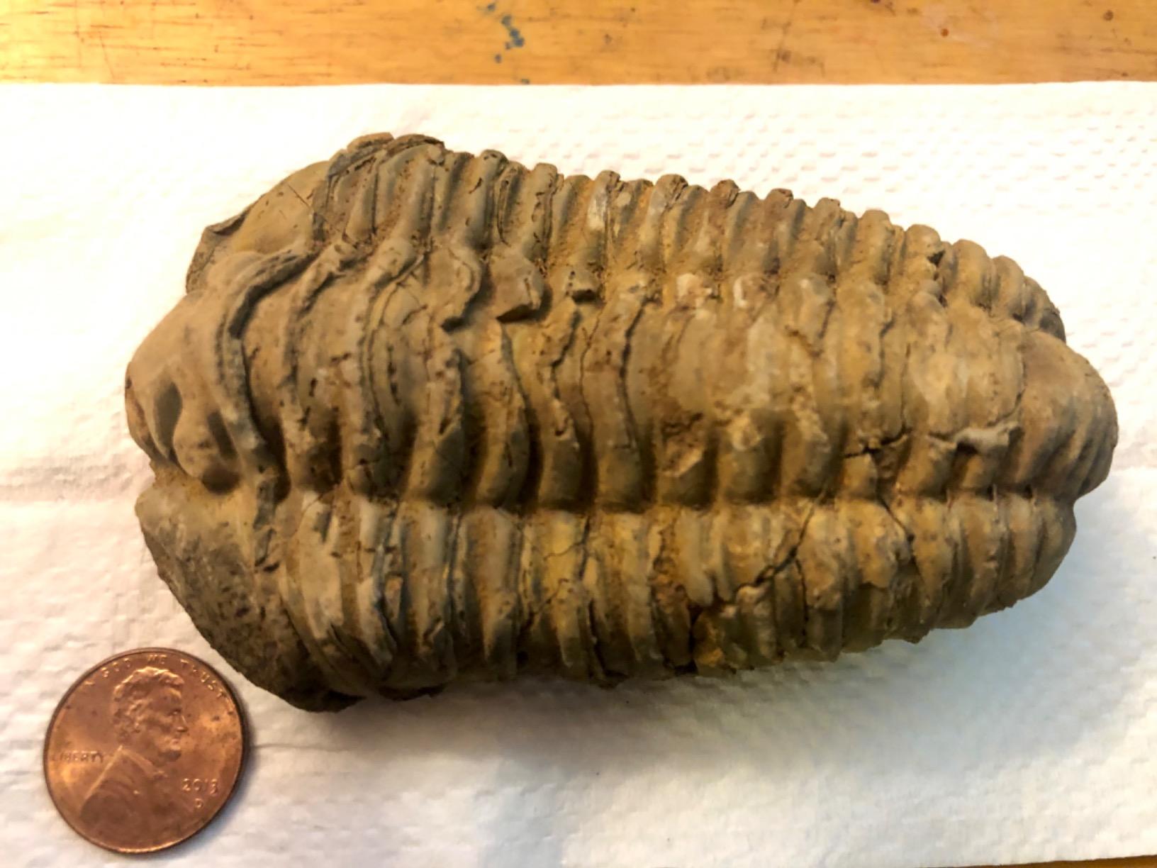 KALIFANO Authentic Large Arthropod Calymene Trilobite Fossil from Morocco - Marine Trilobita/Calymene for Fossil Collections and Education Purposes (Information Card Included) customer photo 2