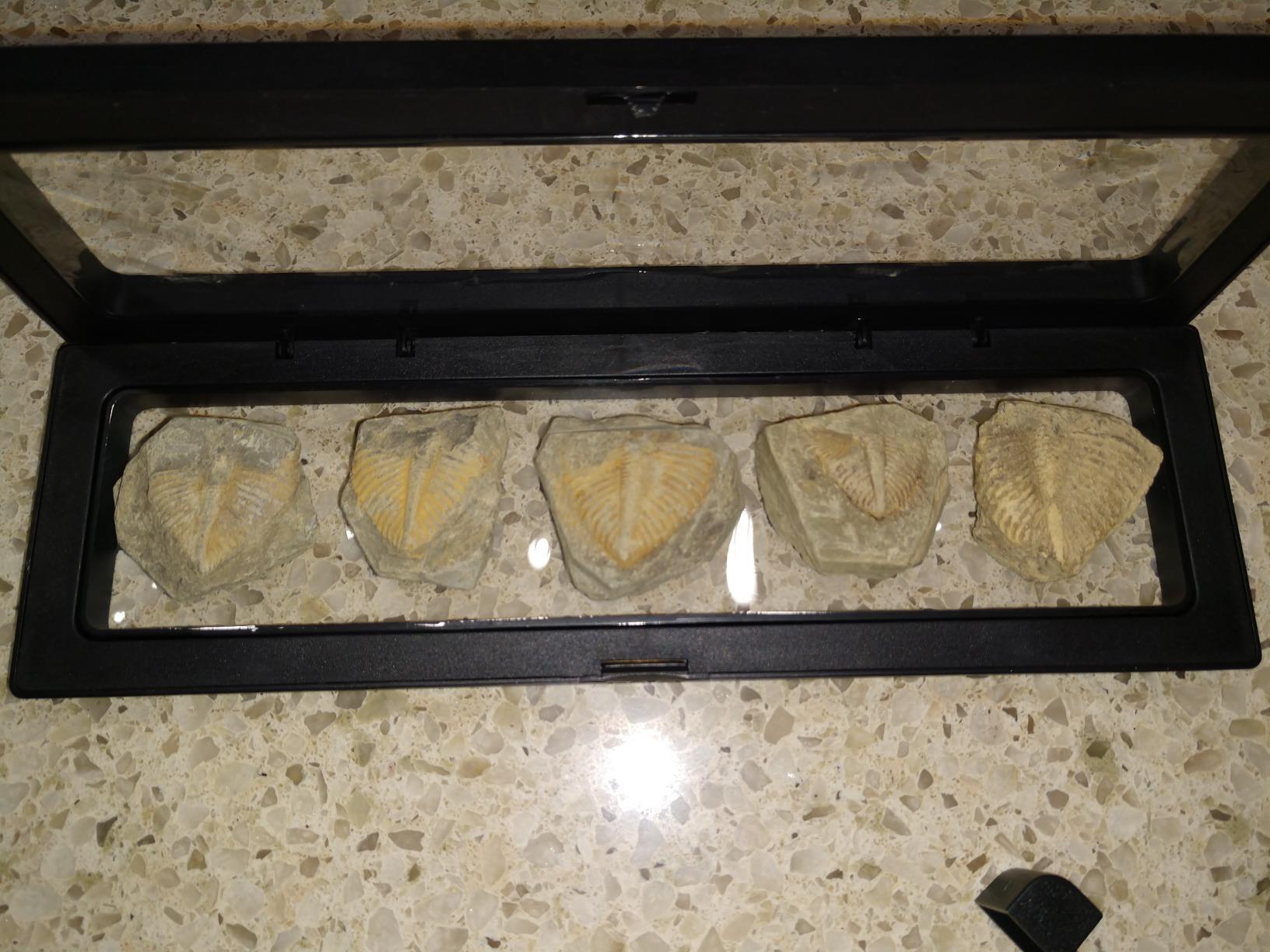Set of 5 Authentic Arthropod Real Trilobite Tail Fossil Rocks Kit Come 450 Million Years ago for Collections and Education customer photo 1