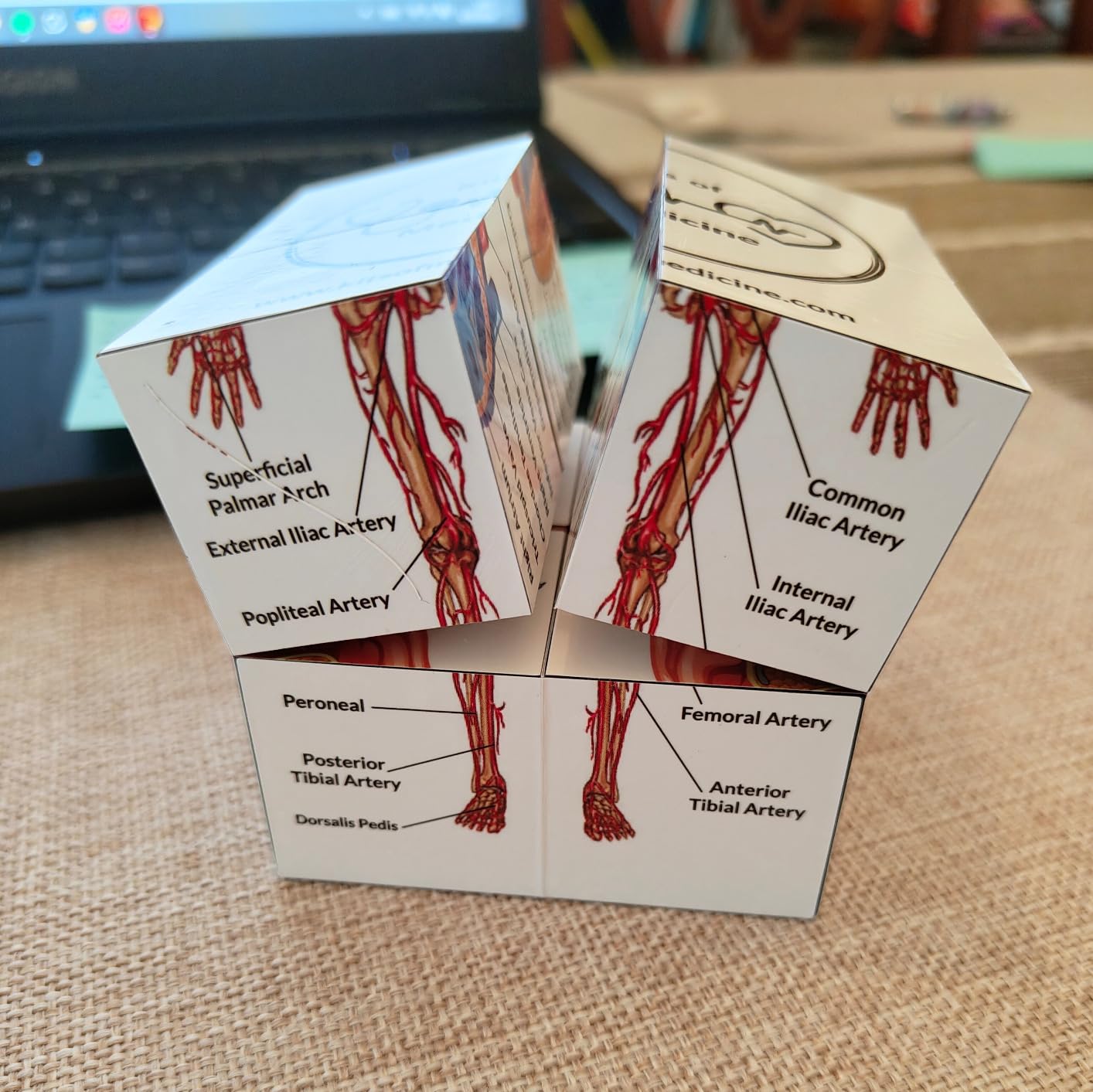 Human Anatomy Study Cube | Study 9 Parts of The Human Body | Perfect Anatomy Revision Guide | Addictive Anatomy Model Cube | Great Gift for Nurse, Dentist, Medical Students customer photo 1