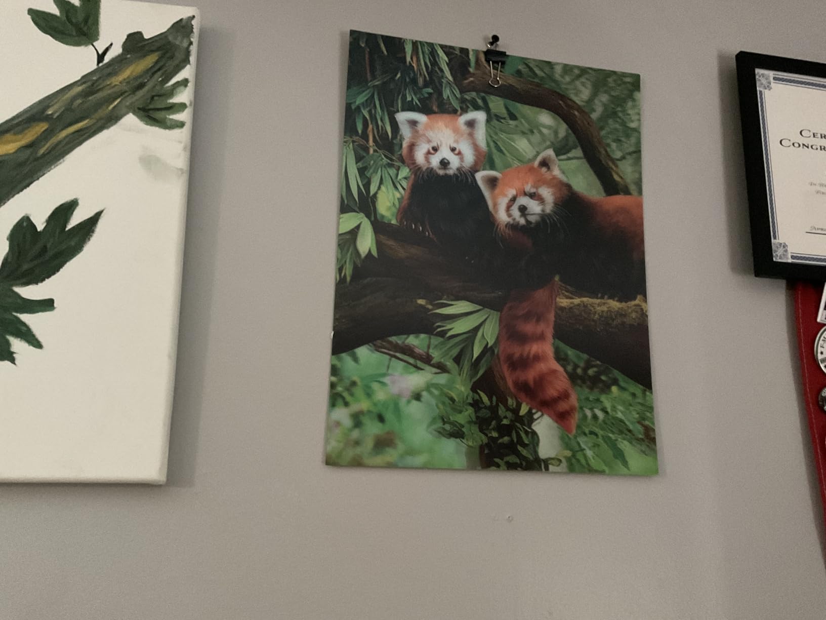 3D LiveLife Lenticular Pictures - Red Pandas from Deluxebase. 12x16in Unframed Deep 3D Effect Animal Wall Art for Living Room, Bedroom or Kitchen. Unique Red Panda Print Poster for Home Decor. customer photo 1