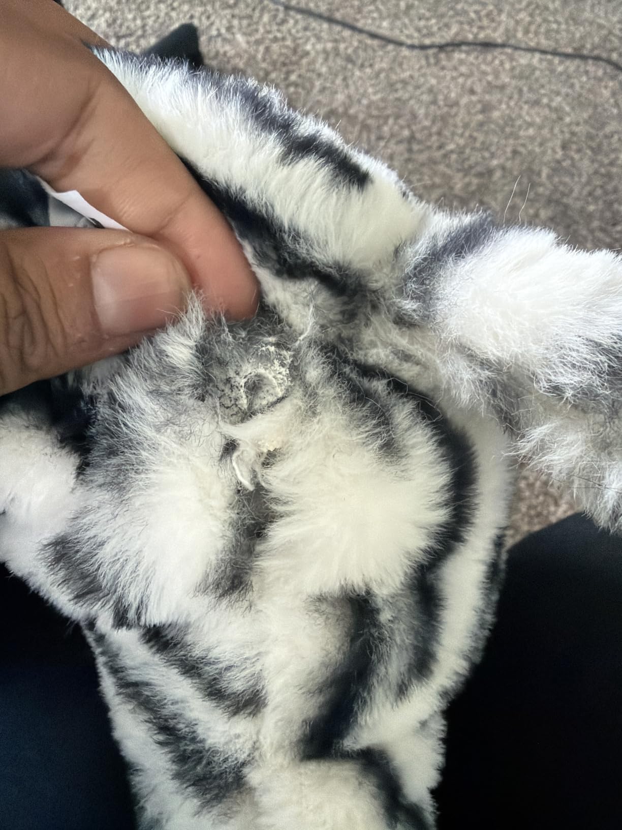 The Petting Zoo Zebra Stuffed Animal Plushie, Wild Onez, Kids Gifts, 12 in | Zebra Realistic Wildlife Zoo Animals by Zoologee. Great Toys for Girls and Boys. Plush Gifts for Kids customer photo 1