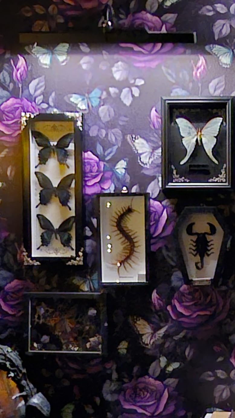 Real Centipede Millipede Scolopendra MORSITANS Taxidermy Insect in 3D Wooden Frame customer photo 1