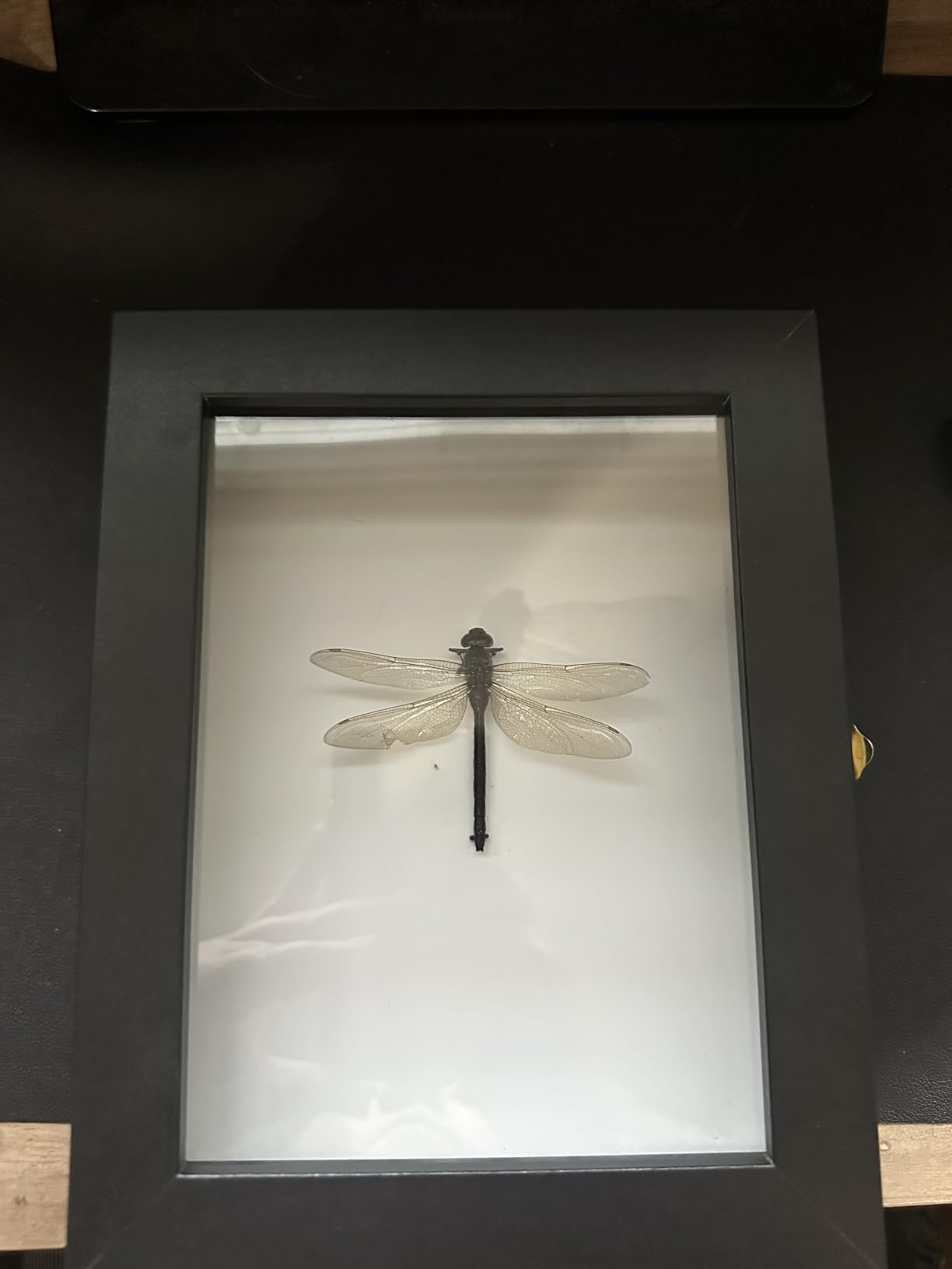 IHEIPYE Insect Display Case Bug Display Case Shadow Box Small Black | Wall Mount, Anti Fade UV Protection Acrylic Top, Eva Foam Pinning Board, Butterfly Specimen Collection, 3 Size Pins customer photo 1