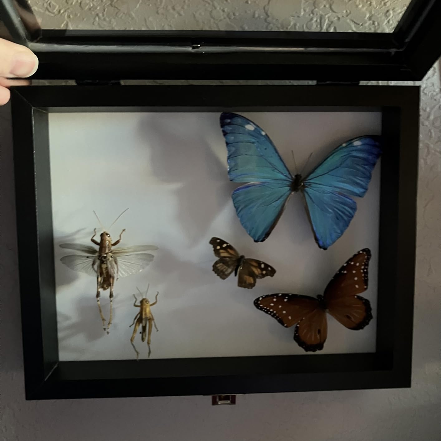 IHEIPYE Insect Display Case Bug Display Case Shadow Box Small Black | Wall Mount, Anti Fade UV Protection Acrylic Top, Eva Foam Pinning Board, Butterfly Specimen Collection, 3 Size Pins customer photo 2