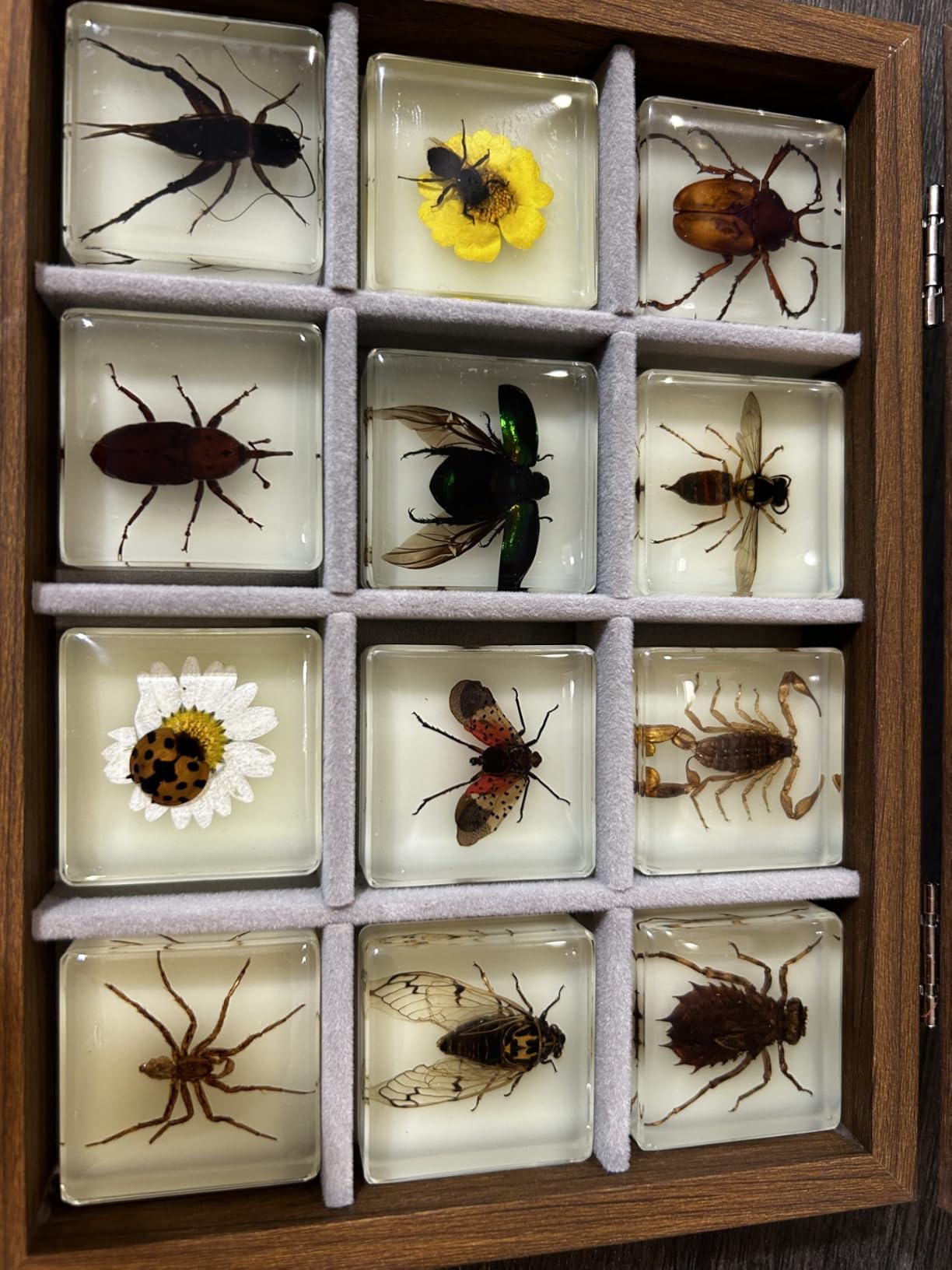 Insect Specimen Set, Bugs Collection Scientific Education Gift for Kids Aged 3-8-12 (Millipede, Centipede, Dragonfly Larvae, Tea Seed Bug, Red Longhorn Beetle, Spiny Spider) customer photo 1