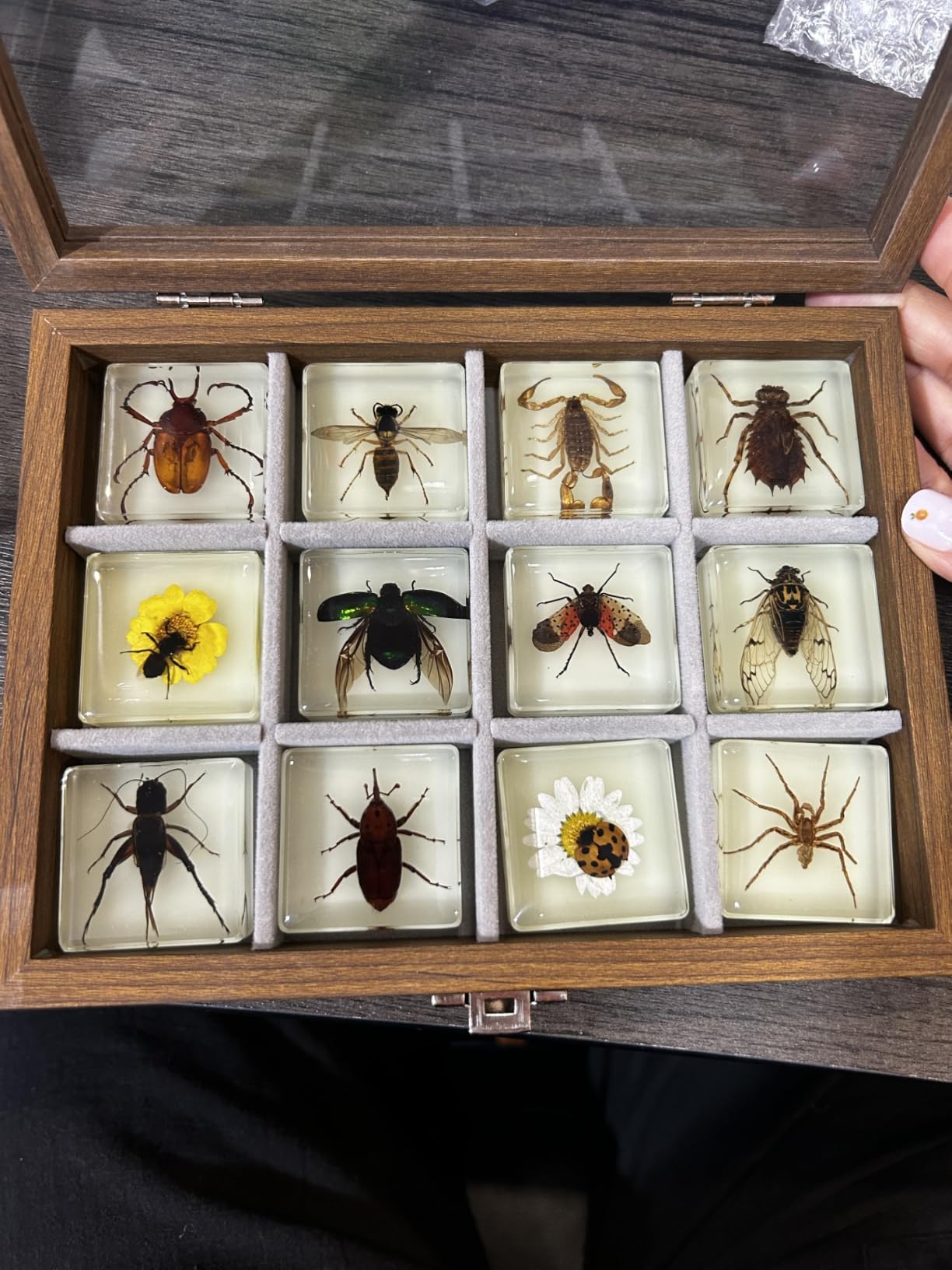 Insect Specimen Set, Bugs Collection Scientific Education Gift for Kids Aged 3-8-12 (Millipede, Centipede, Dragonfly Larvae, Tea Seed Bug, Red Longhorn Beetle, Spiny Spider) customer photo 2
