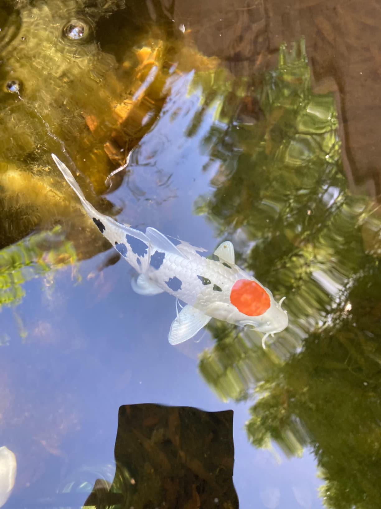 Koi Fish 15.5cm | Animal Figures | Kids Toys | Non-Toxic & BPA Free | Suitable for Children 3+ | Safari Ltd customer photo 1