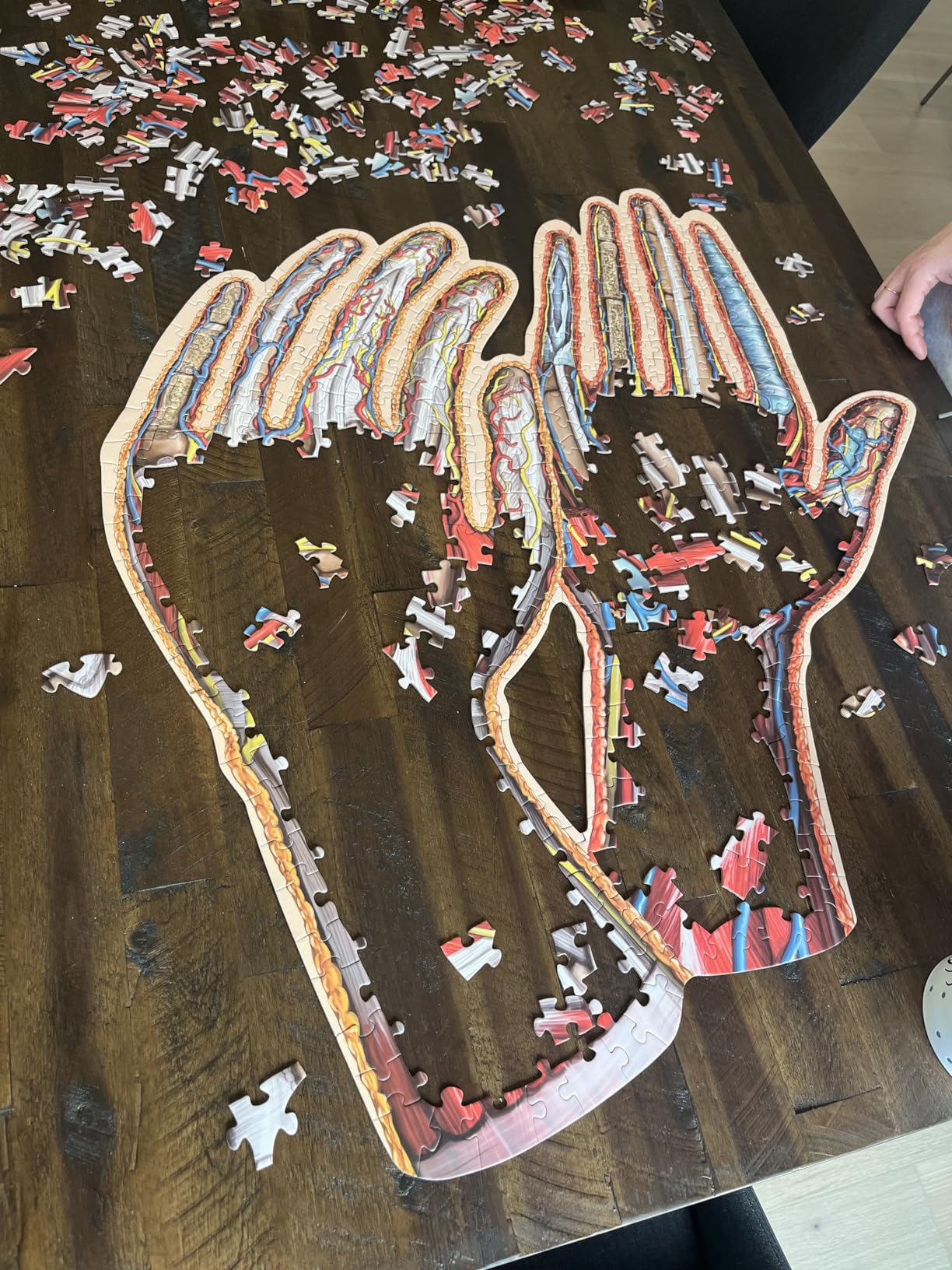 Dr. Livingston's Human Hands Anatomy Puzzle - A Medically Accurate Jigsaw Puzzle of the Hands - Educational and Engaging Toy about the Human Body - Unique Science Gift for Doctors, Nurses and Teachers customer photo 1
