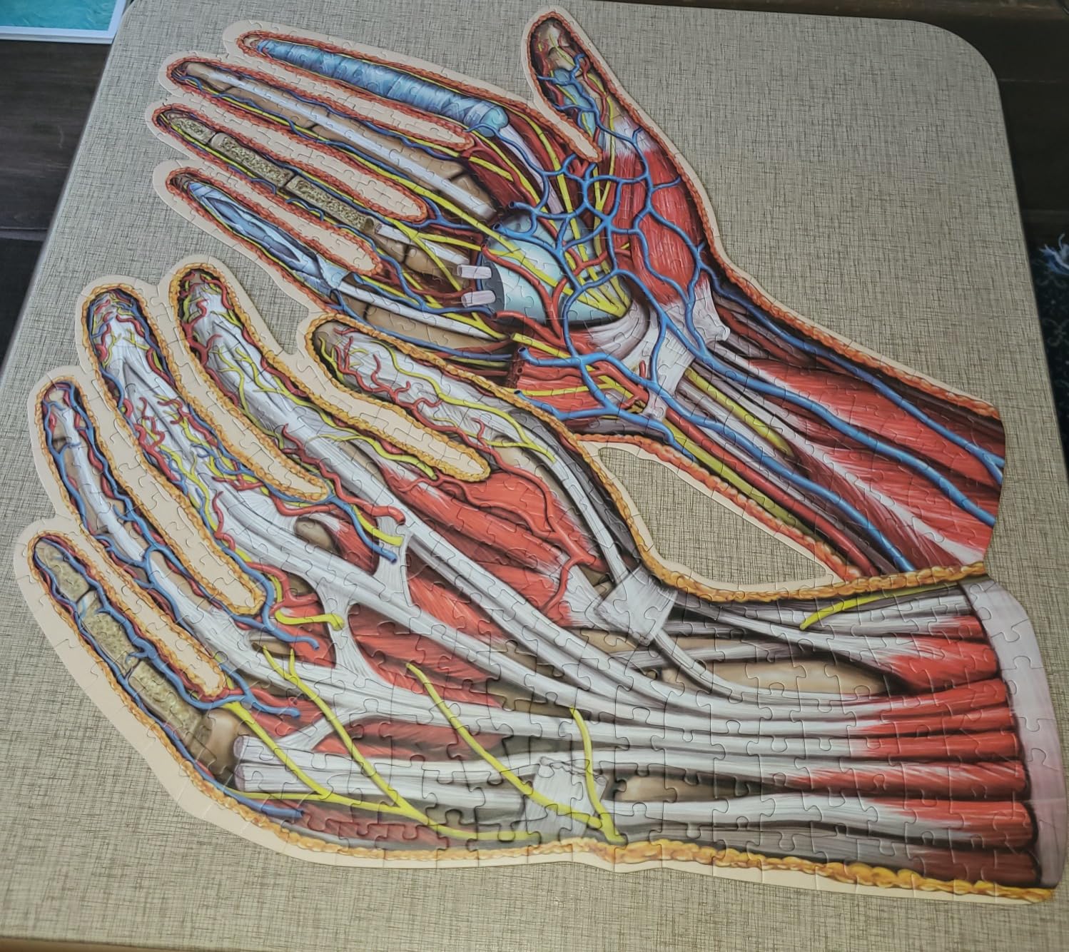 Dr. Livingston's Human Hands Anatomy Puzzle - A Medically Accurate Jigsaw Puzzle of the Hands - Educational and Engaging Toy about the Human Body - Unique Science Gift for Doctors, Nurses and Teachers customer photo 2