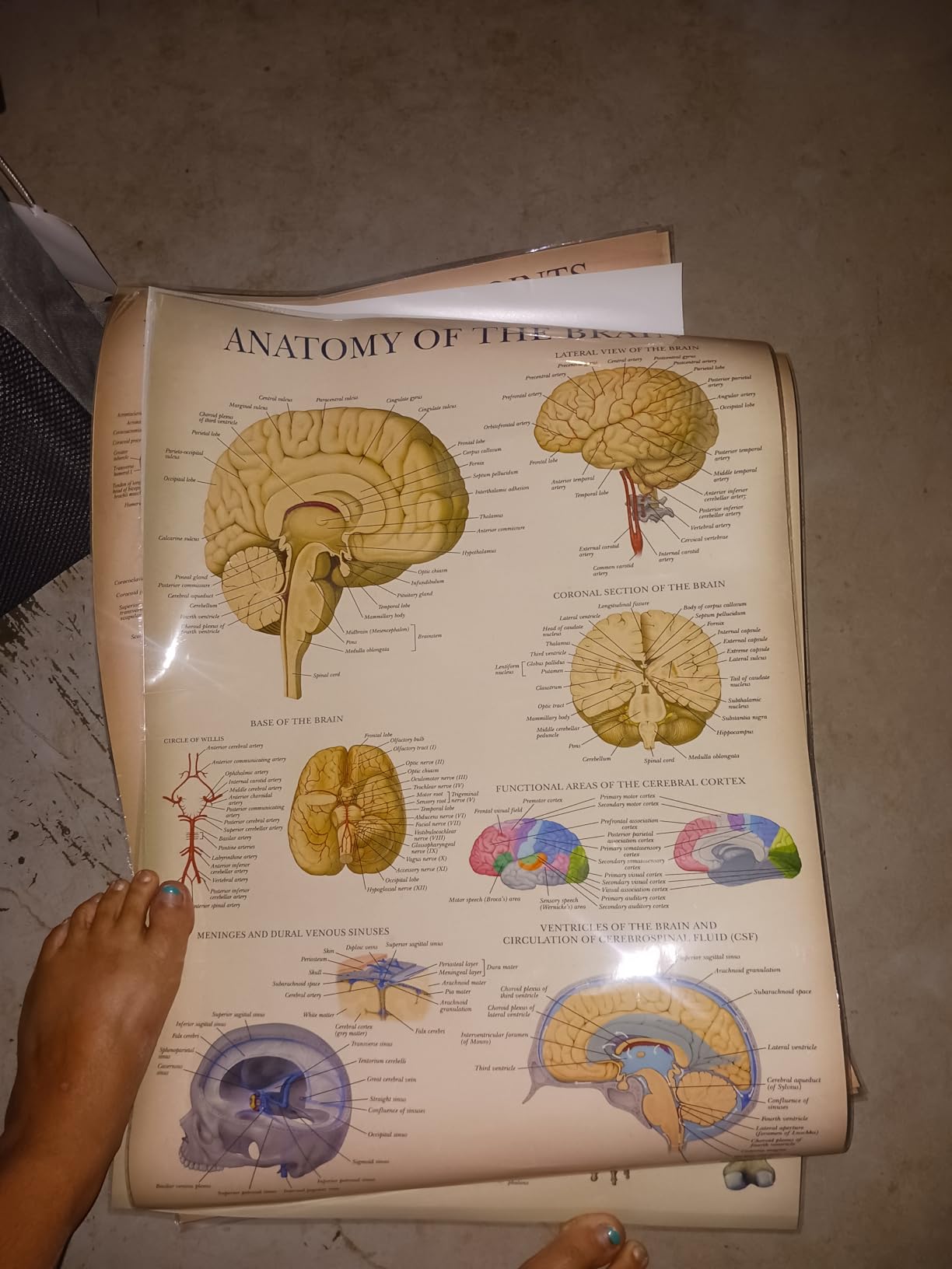 Palace Learning Vintage Brain Anatomy Poster - Laminated - Anatomical Chart of the Human Brain - 18