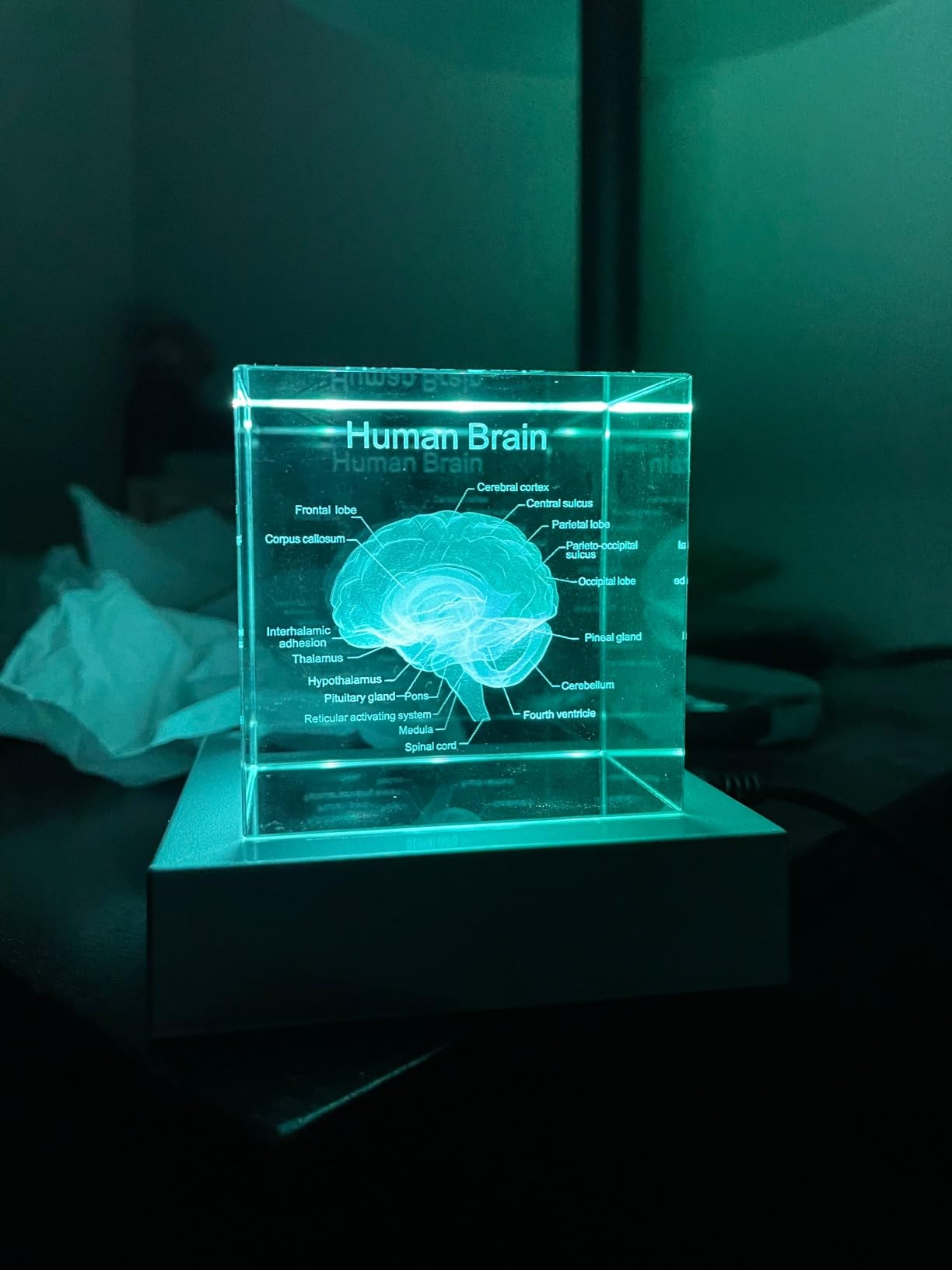 Movdyka 3D Human Brain Anatomy Model Doctor Psychology Graduation Gifts | 3D Laser Etched Crystal Brain Gifts for Neurologist Brain Figurine Paperweight Science Biology Gift with Colorful LED Base customer photo 2