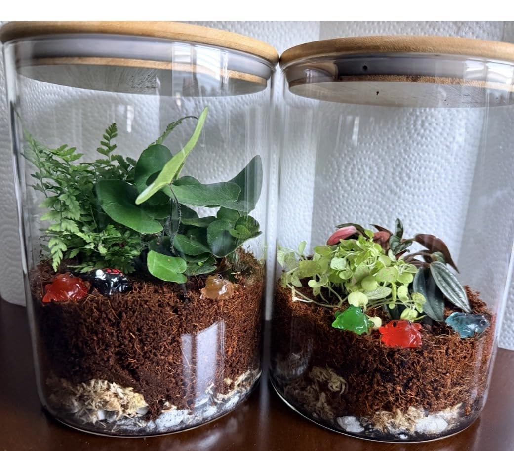 Terrarium Kit, Succulents & Indoor Plants Set DIY | Starter Pack for Any Plant - Build Your Own Ecosystem - Supplies for 64 fl oz Jar or Pot - (Jar & Plants Not Included) customer photo 1