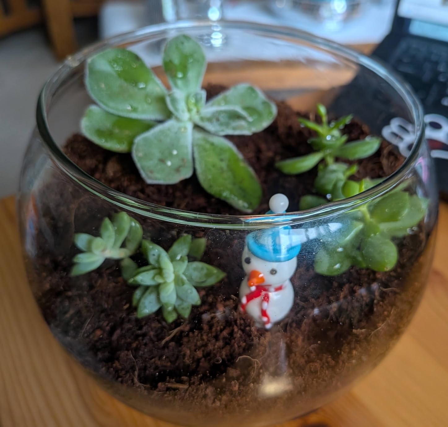 Terrarium Kit, Succulents & Indoor Plants Set DIY | Starter Pack for Any Plant - Build Your Own Ecosystem - Supplies for 64 fl oz Jar or Pot - (Jar & Plants Not Included) customer photo 2