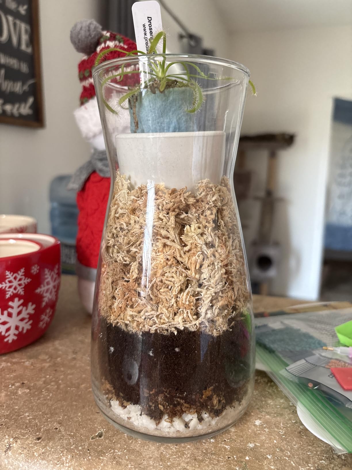 Terrarium Kit for Plants DIY | Starter Pack - Closed Ecosystem - 34 fl oz Glass - Succulents, Air Plants, Bonsai, Indoor Plants - (Plants Not Included) customer photo 2