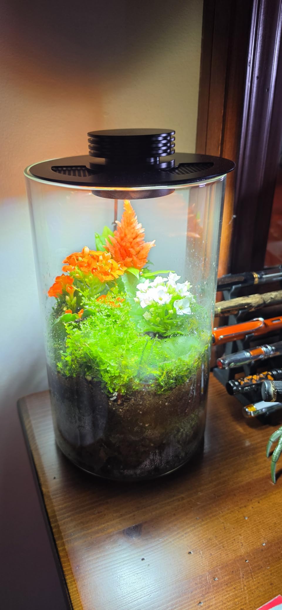 Desktop Glass Plant Terrarium with Grow Light (H:9.8