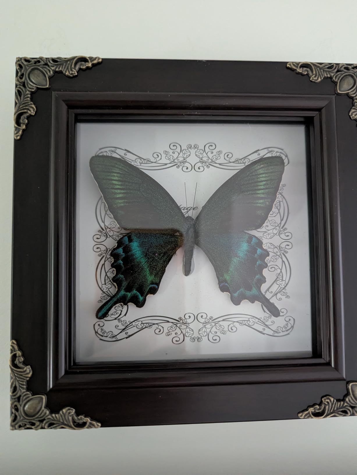 Real Framed Butterfly Specimen, Handmade Butterfly Taxidermy Shadow Box, Goth Gifts for Women, Dark Academia & Witchy Decor, (Yellow Spotted Cicada) customer photo 1