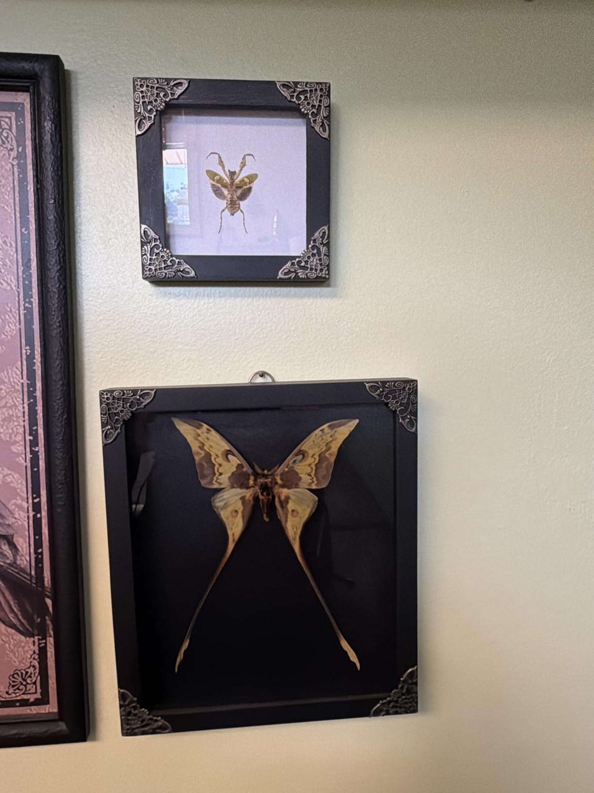 Real Murder Hornet Specimen Shadow Box Preserved Insect Taxidermy K12-54-TR customer photo 1