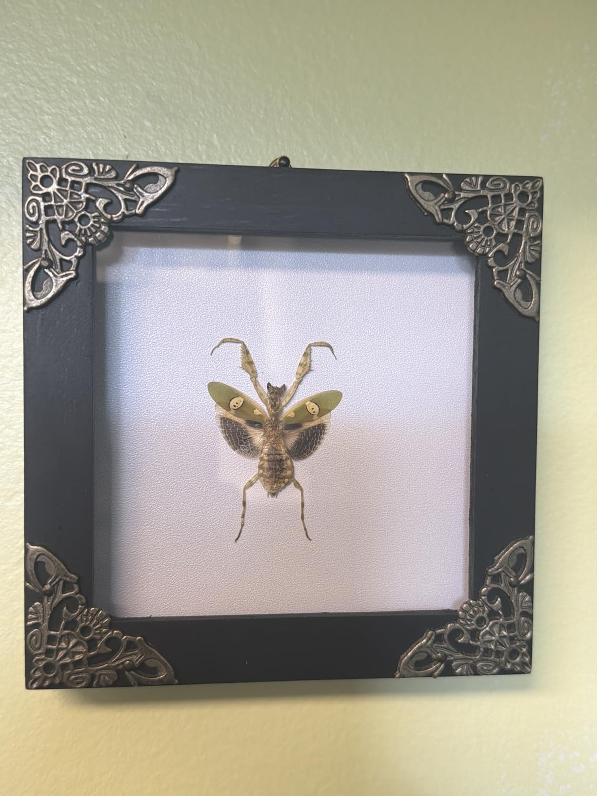 Real Murder Hornet Specimen Shadow Box Preserved Insect Taxidermy K12-54-TR customer photo 2