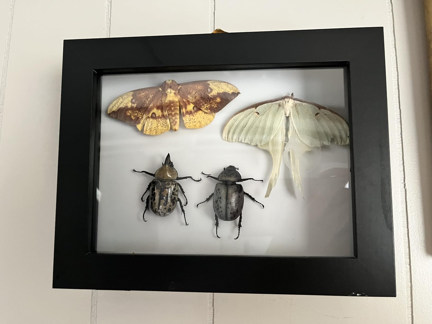IHEIPYE Insect Display Case Bug Display Collection Box Large Black | Insect Shadow Box, Wall Mount, Anti Fade UV Protection Acrylic Top, Eva Foam Pinning Board, 3 Sizes Pins, Butterfly Specimen customer photo 1