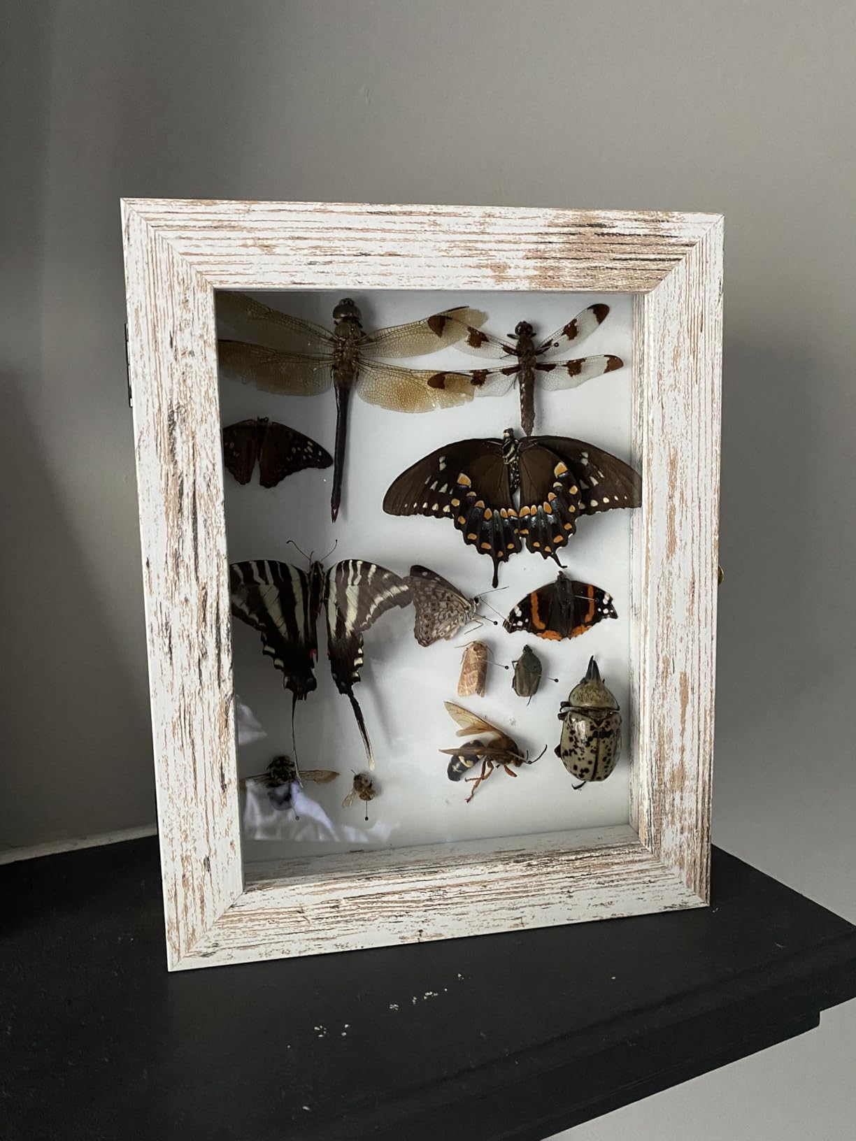 IHEIPYE Insect Display Case Bug Display Collection Box Large Black | Insect Shadow Box, Wall Mount, Anti Fade UV Protection Acrylic Top, Eva Foam Pinning Board, 3 Sizes Pins, Butterfly Specimen customer photo 2