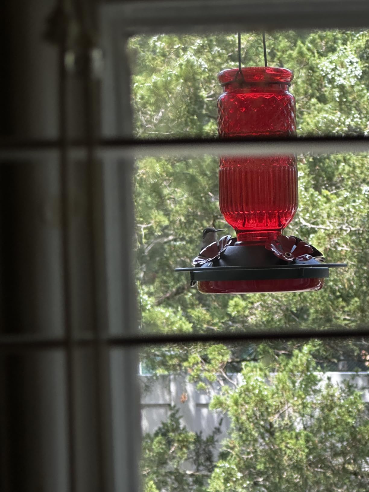 Glass Hummingbird Feeder for Outdoors Hanging, 16 oz Leak-Proof Nectar Feeder with Bee Guards & Ant Moat, 4 Metal Flower Feeding Ports, 360° Perch Ring, Easy Refill & Clean, Red customer photo 1