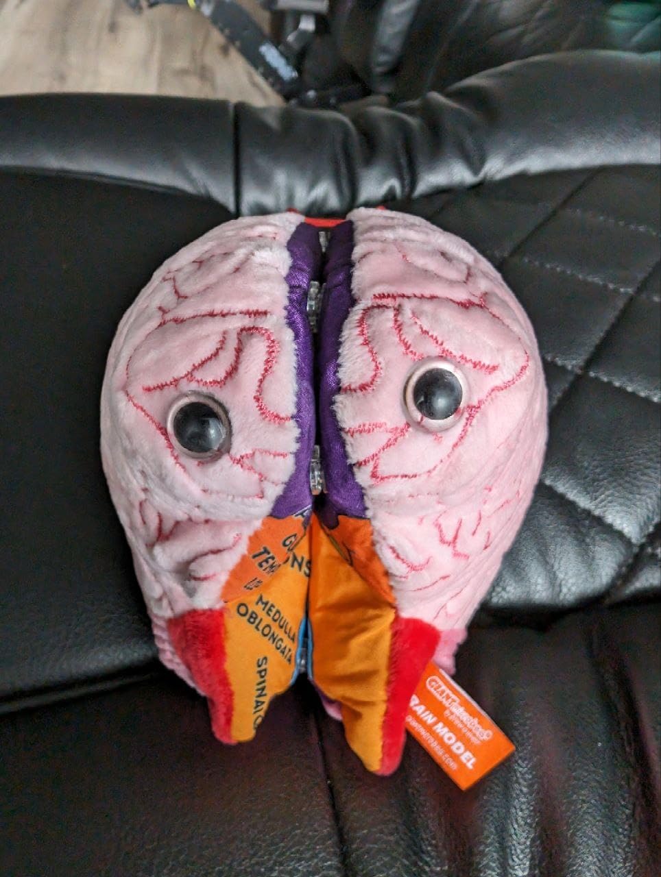 GIANTmicrobes Brain Model Anatomy Plush with Embroidered Details | 7