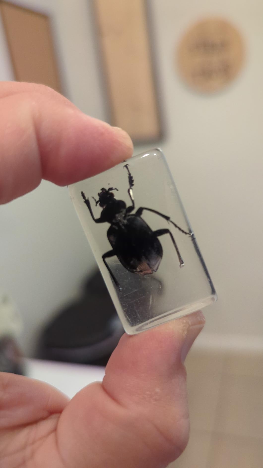 15 Insect specimens, Real Specimens of Various Butterflies and Beetles Made of Resin, Used for Science Classroom Science Education Animal Specimens, Bug Preserved, Oddities, Biology (15 Pcs Beetles) customer photo 1