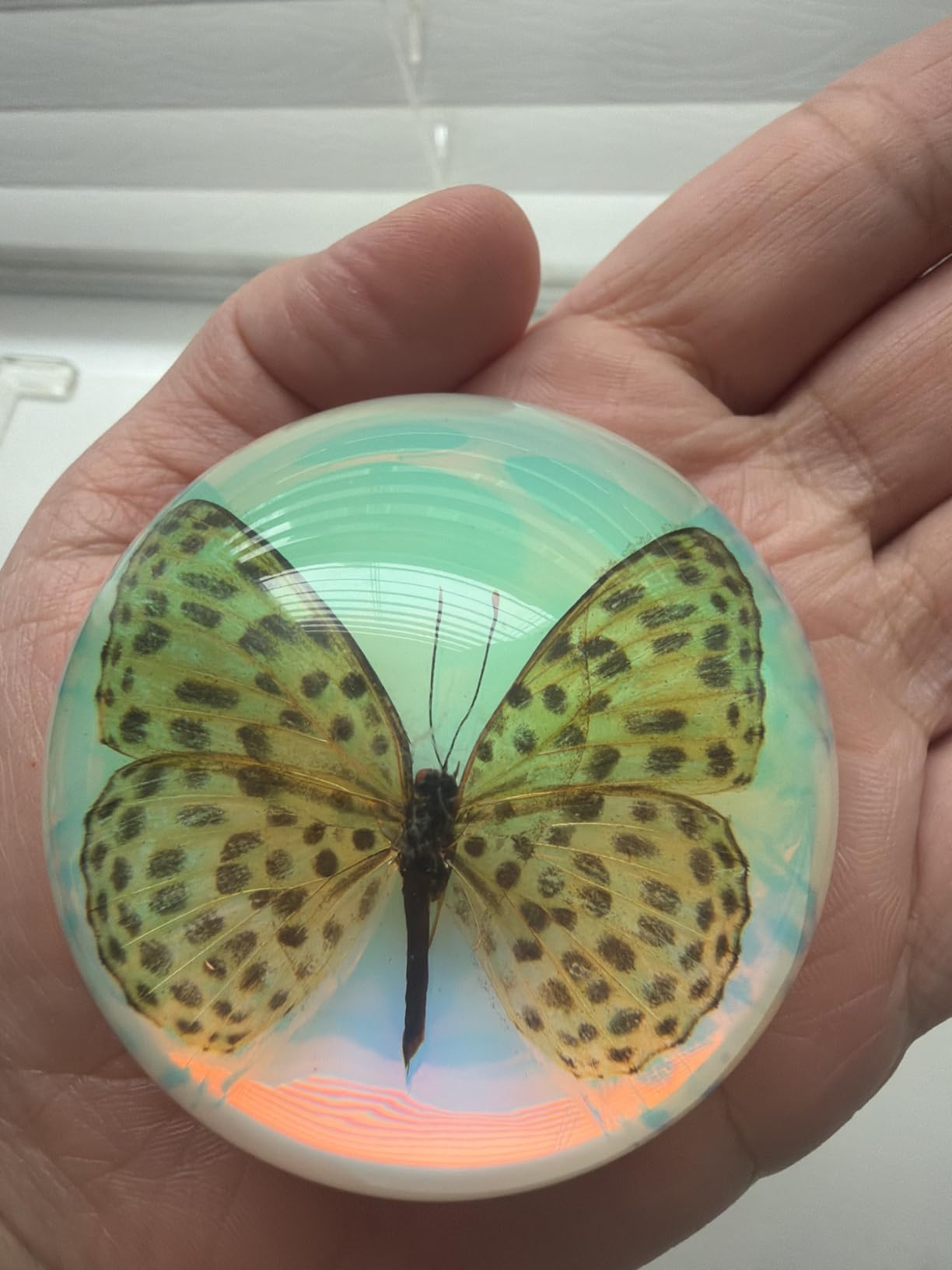 15 Insect specimens, Real Specimens of Various Butterflies and Beetles Made of Resin, Used for Science Classroom Science Education Animal Specimens, Bug Preserved, Oddities, Biology (15 Pcs Beetles) customer photo 2