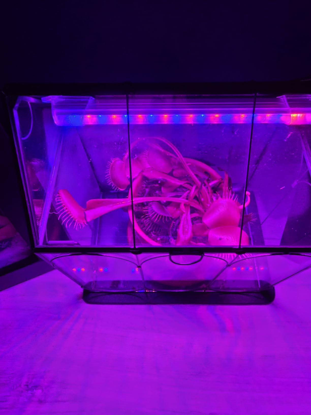 RIFNY Plant Terrarium with Grow Light, Glass Terrarium 7.1 x 4.8 x 8.8 Inch | Terrarium with LED Grow Light for Venus Fly Trap Succulent Live Air Plants customer photo 1