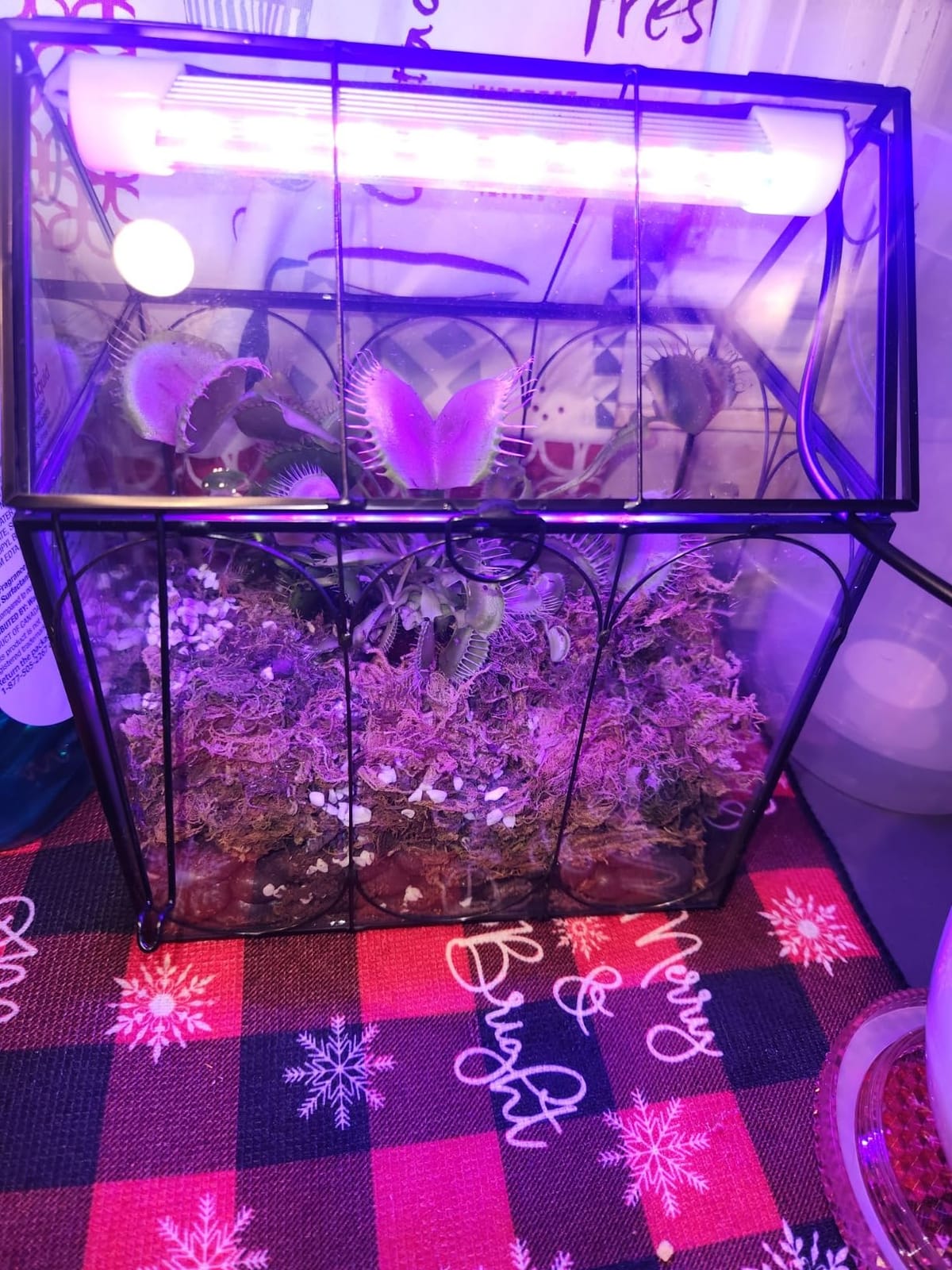 RIFNY Plant Terrarium with Grow Light, Glass Terrarium 7.1 x 4.8 x 8.8 Inch | Terrarium with LED Grow Light and Absorbent Mat for Venus Fly Trap Succulent Live Air Plants Indoor Home Office Decor customer photo 2