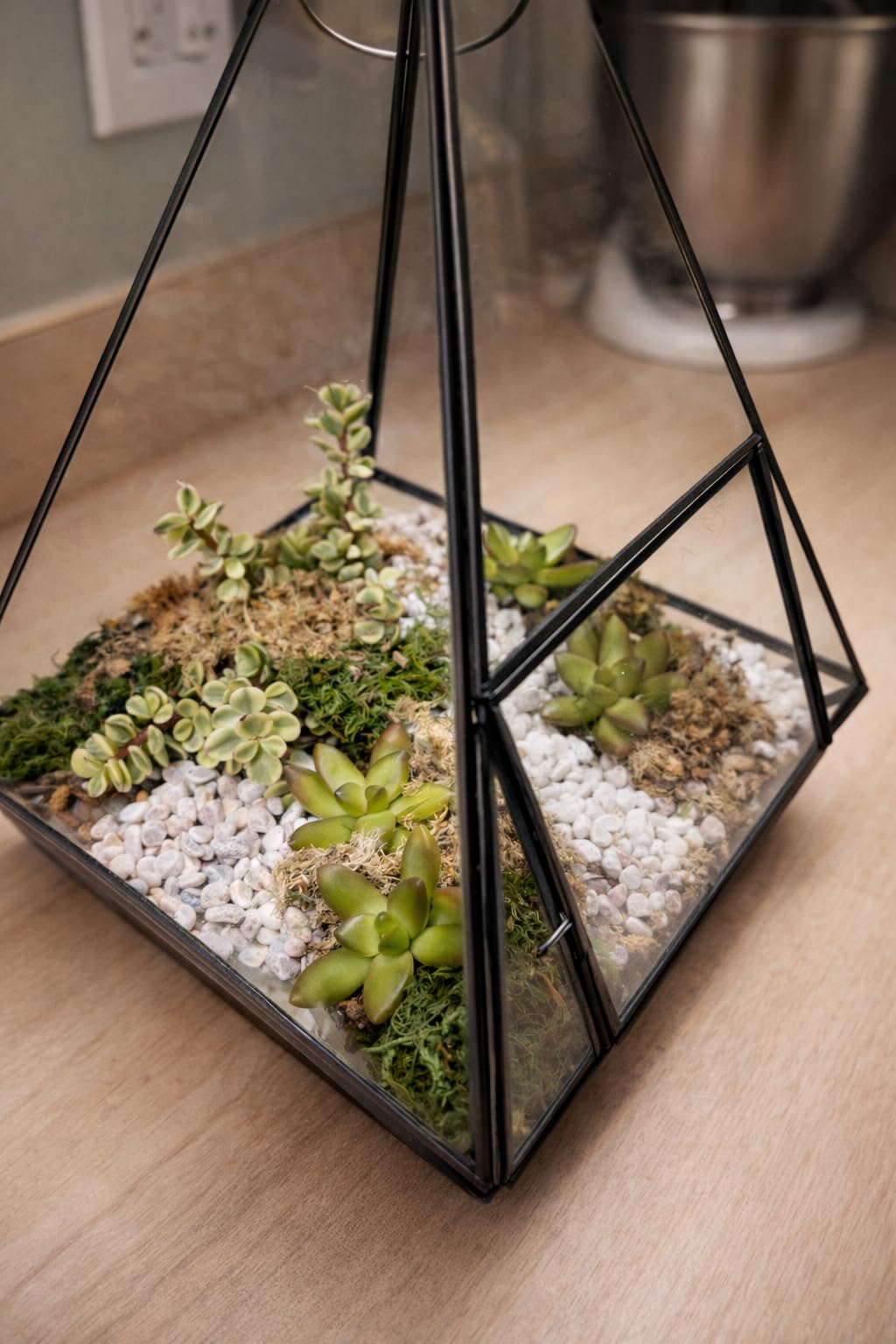 DUSPRO Terrarium Kit, Include Potting Soil, Pumice, Zeolite, Green Moss, Sphagnum Moss, Decorative Stone, Mesh, Tools, DIY Terrarium Kit for Kids, Air Plant, Succulent customer photo 1