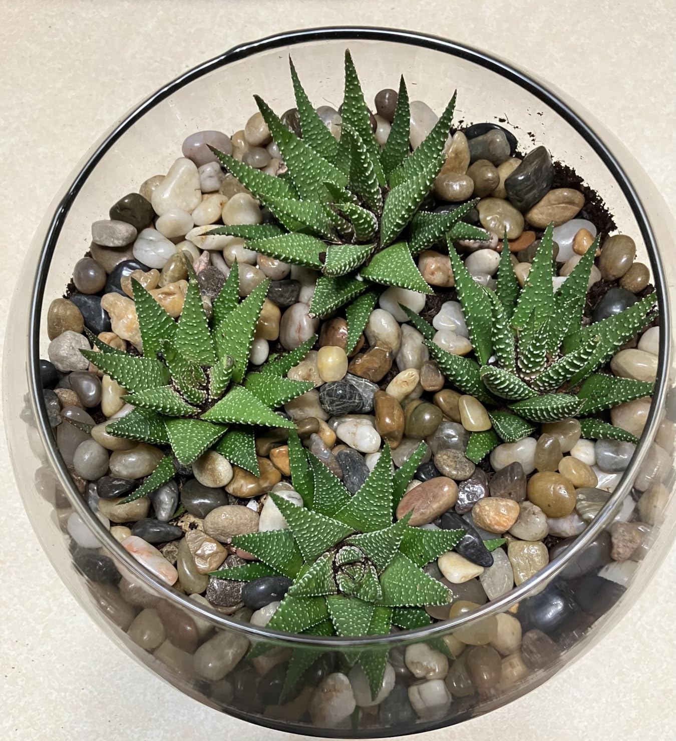 DUSPRO Terrarium Kit, Include Potting Soil, Pumice, Zeolite, Green Moss, Sphagnum Moss, Decorative Stone, Mesh, Tools, DIY Terrarium Kit for Kids, Air Plant, Succulent customer photo 2